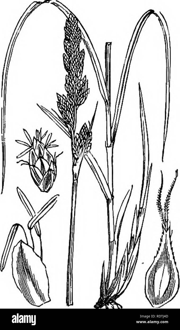 . Illustrations of the British flora: a series of wood engravings, with dissections, of British plants. Botany; Botany. 1120 Carex remota, L. Remote C.. Please note that these images are extracted from scanned page images that may have been digitally enhanced for readability - coloration and appearance of these illustrations may not perfectly resemble the original work.. Fitch, W. H. (Walter Hood), 1817-1892; Smith, George Worthington, 1835-1917; Bentham, George, 1800-1884. Handbook of the British flora. London, L. Reeve Stock Photo
