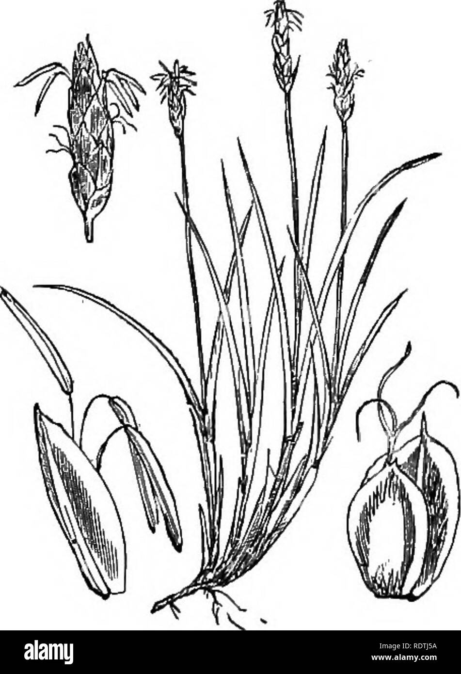. Illustrations of the British flora: a series of wood engravings, with dissections, of British plants. Botany; Botany. 1112. Caiex pulicaris, L. 11:3- Carex rupestris, All. Flea C. R&quot;':'' ^â. Please note that these images are extracted from scanned page images that may have been digitally enhanced for readability - coloration and appearance of these illustrations may not perfectly resemble the original work.. Fitch, W. H. (Walter Hood), 1817-1892; Smith, George Worthington, 1835-1917; Bentham, George, 1800-1884. Handbook of the British flora. London, L. Reeve Stock Photo