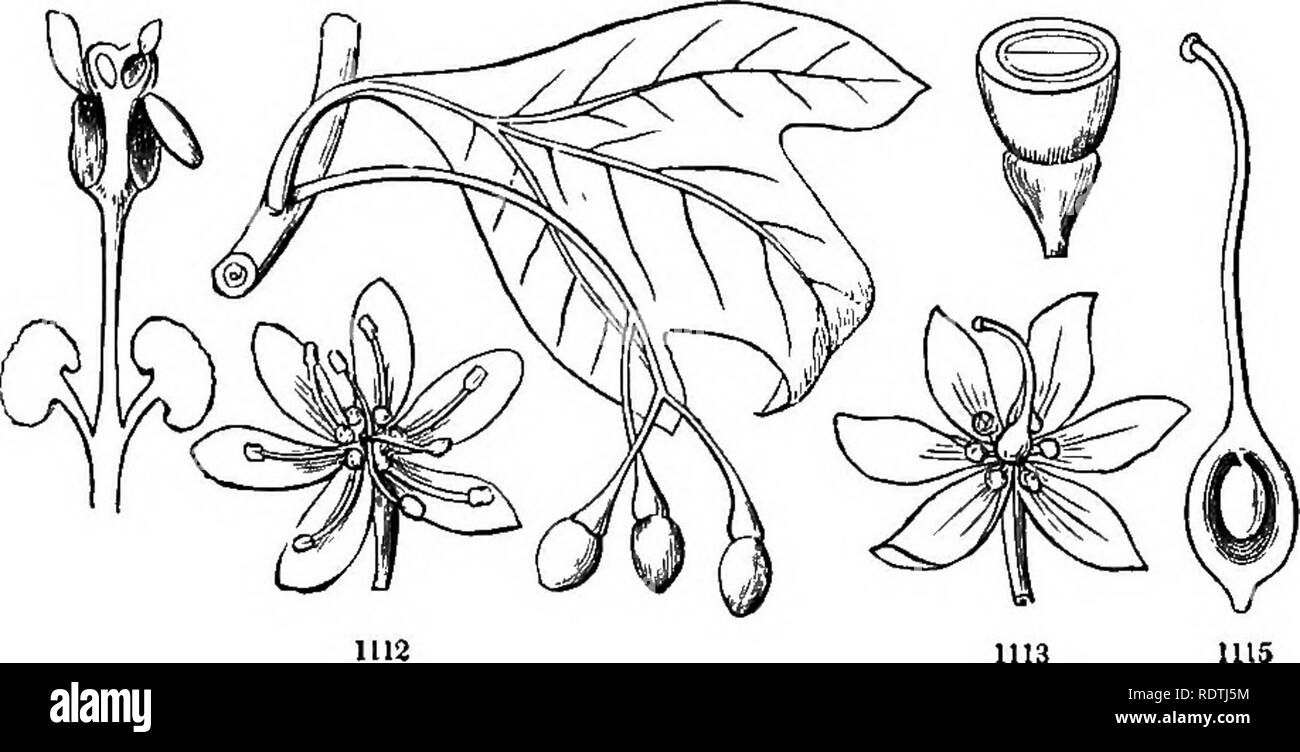 . Introduction to structural and systematic botany, and vegetable physiology. Botany. 466 ILLUSTRATIONS OF THE NATCEAL ORDERS. usually form sheaths around the stems above the leaves, and for their orthotropous ovules (Fig. 518,526). Stamens definite, inserted on the petaloid calyx. Fruit achenium-like. Embryo curved, or nearly straight, applied to the outside (rarely in the centre) of starchy albumen (Fig. 606). — Ex. Polygonum, Rumex (Dock, Sorrel), Rheum (Rhubarb). The stems and leaves of Rhubarb and Sorrel are pleasantly acid : while several Polygonums (Knot- weed, Smart-weed, Water Pepper, Stock Photo