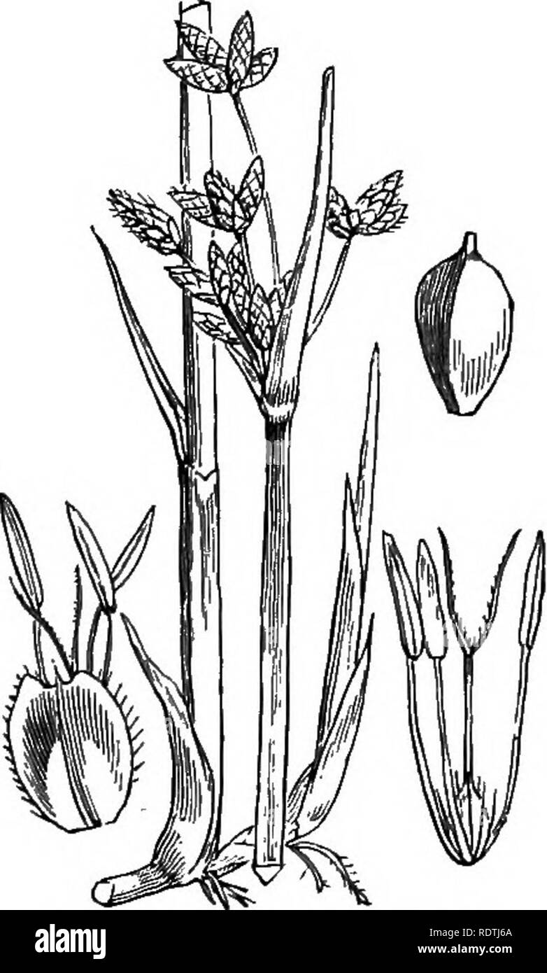 . Illustrations of the British flora: a series of wood engravings, with dissections, of British plants. Botany; Botany. iioi, Scirpus Iloloschoenus, L. Clustered S.. llo2. Scirpus pungens, Vahl. S. americaniis, Pers. Sharp S. 1103. Scirpus triqueter, L. Triangular S.. Please note that these images are extracted from scanned page images that may have been digitally enhanced for readability - coloration and appearance of these illustrations may not perfectly resemble the original work.. Fitch, W. H. (Walter Hood), 1817-1892; Smith, George Worthington, 1835-1917; Bentham, George, 1800-1884. Handb Stock Photo
