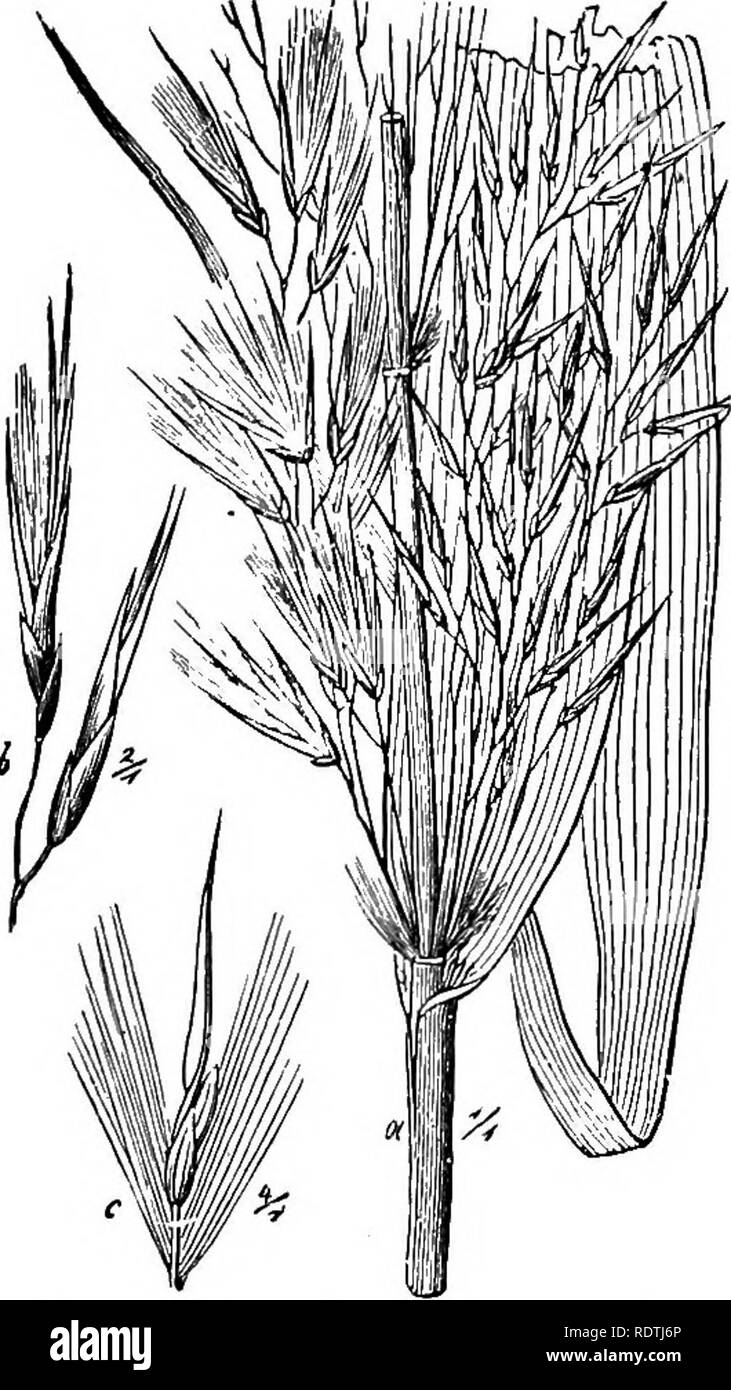 . Handbook of grasses, treating of their structure, classification, geographical distribution and uses, also describing the British species and their habitats. Grasses. 56 CLASSIFICATION 31. Cynosurus. Fertile spikelets accompanied each by a spikelet of empty glumes (fig. 16). Sub-tribe Eragroste^E. Spikelets 2- or more-flowered ; flower- ing glumes 3-nerved. 32. Koeleria. Panicle spikelike ; spikelets compressed ; flowering glumes keeled, translucent. 33. Molinia. Panicle contracted ; spikelets oblong ; flowering glumes rounded on the back, firm and coloured. 34. Catabrosa. Panicle spreading  Stock Photo