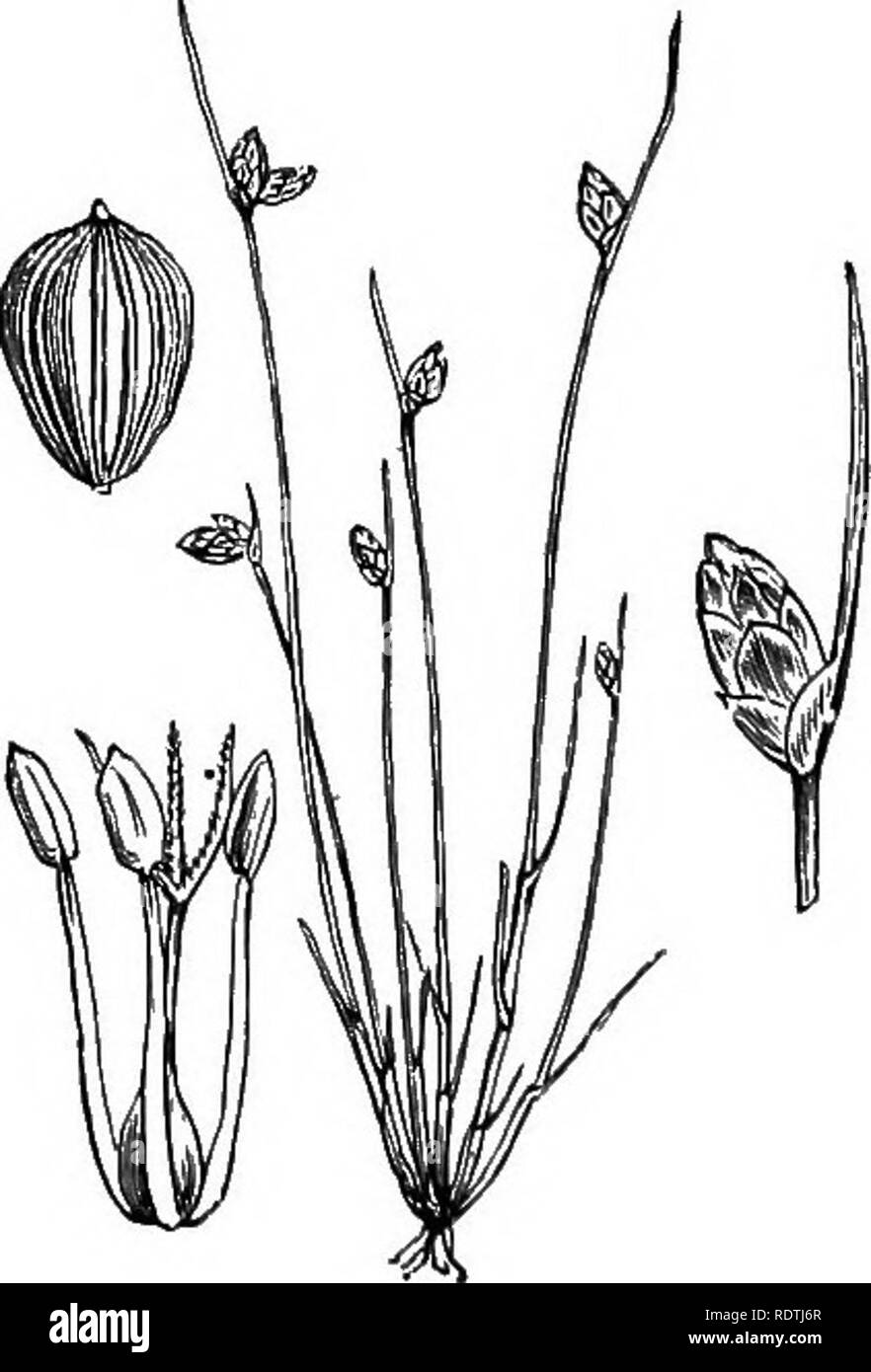 . Illustrations of the British flora: a series of wood engravings, with dissections, of British plants. Botany; Botany. 1098. Scirpus fluitans, I,. Flcatittg S. 1099. Scirpus setaceus, L. Bristle S.. Please note that these images are extracted from scanned page images that may have been digitally enhanced for readability - coloration and appearance of these illustrations may not perfectly resemble the original work.. Fitch, W. H. (Walter Hood), 1817-1892; Smith, George Worthington, 1835-1917; Bentham, George, 1800-1884. Handbook of the British flora. London, L. Reeve Stock Photo
