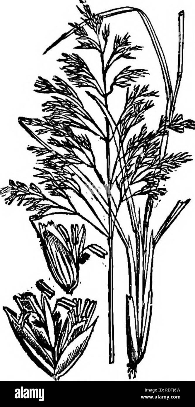 . Handbook of grasses, treating of their structure, classification, geographical distribution and uses, also describing the British species and their habitats. Grasses. BRITISH TRIBES AND GENERA 55 In some species of Aira and Deschamfisia, the twist of the awn is scarcely perceptible. 23. Trisetum. Spikelets small, much flattened laterally, 2- to 6-flowered ; flowering glume keeled, with a long dorsal awn, and tipped with two short awns or setae. 24. Avena. Spikelets large, 2- to 6-flowered ; flowering glumes terete, rounded on the back (keelless), and with a long dorsal awn (fig. 20). In the  Stock Photo