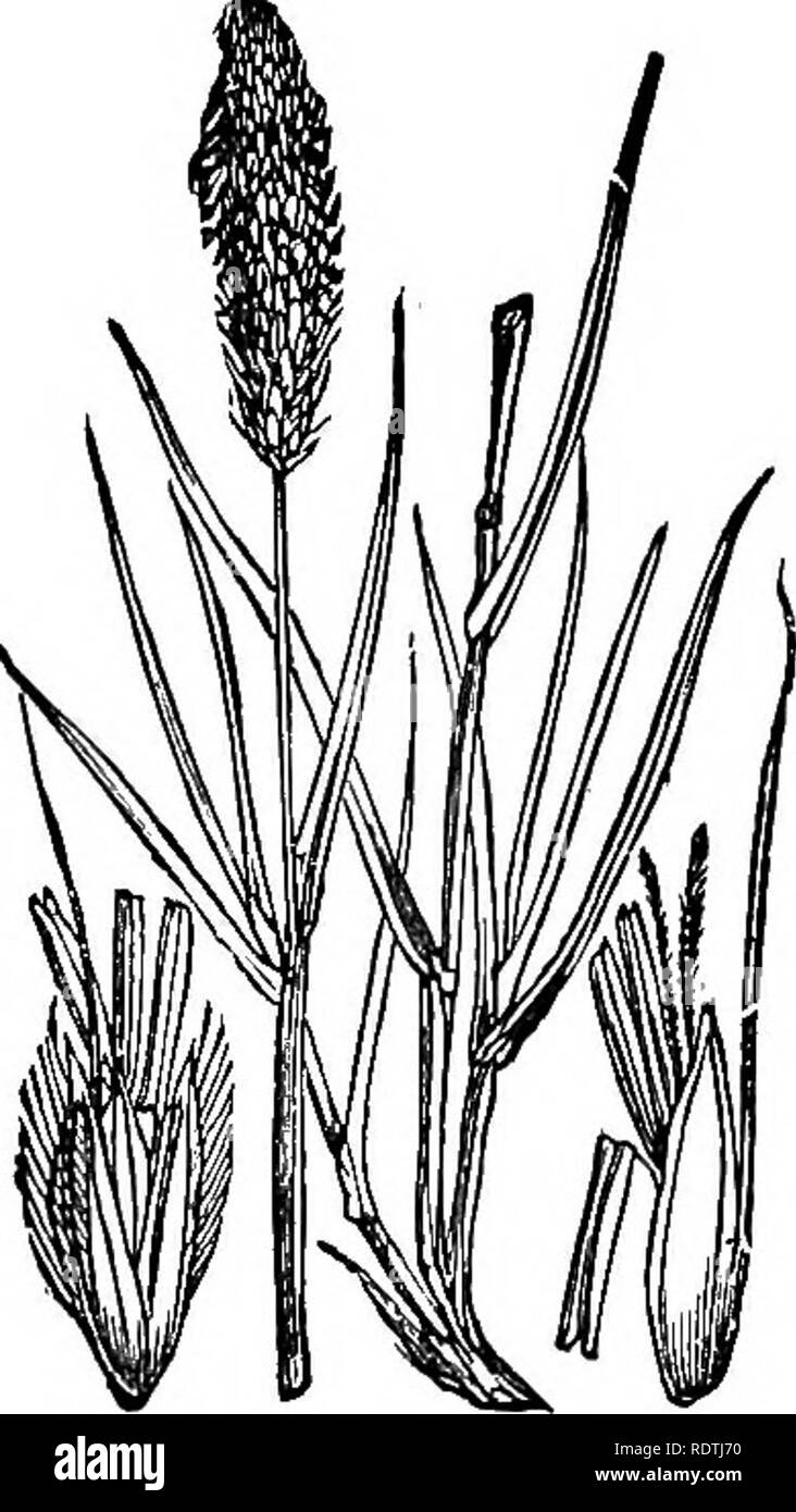. Handbook of grasses, treating of their structure, classification, geographical distribution and uses, also describing the British species and their habitats. Grasses. 54 CLASSIFICATION 10. Phleum. Panicle cylindric, dense ; flowering glume rarely awned ; when present, the awn is terminal. In some species the spikelet has a rudiment (fig. i8). 11. Mibora. Spikelets terete, minute, few in a simple spike (fig. 28). 12. Agrostis. Panicle usually spreading; flowering glume thin and colourless; palea absent in some species (fig. 23). 13. Polypogon. Panicle dense ; empty glumes with long awns. The  Stock Photo