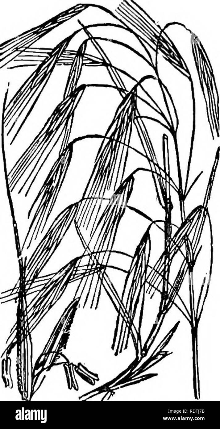 . Handbook of grasses, treating of their structure, classification, geographical distribution and uses, also describing the British species and their habitats. Grasses. 46 BRITISH SPECIES Panicle long, lax, and spreading', the branches several at each insertion, and very unequal in length. Spikelets -^ inch long, pale green or purplish, 2-flowered; the lower flower is staminate and its glume has a long kneed and twisted dorsal awn ; the upper flower bisexual, its glume with a short, straight, subterminal awn. Perennial, flowering close of June to autumn. Hordeum murinum, the Wall Barley, is a  Stock Photo