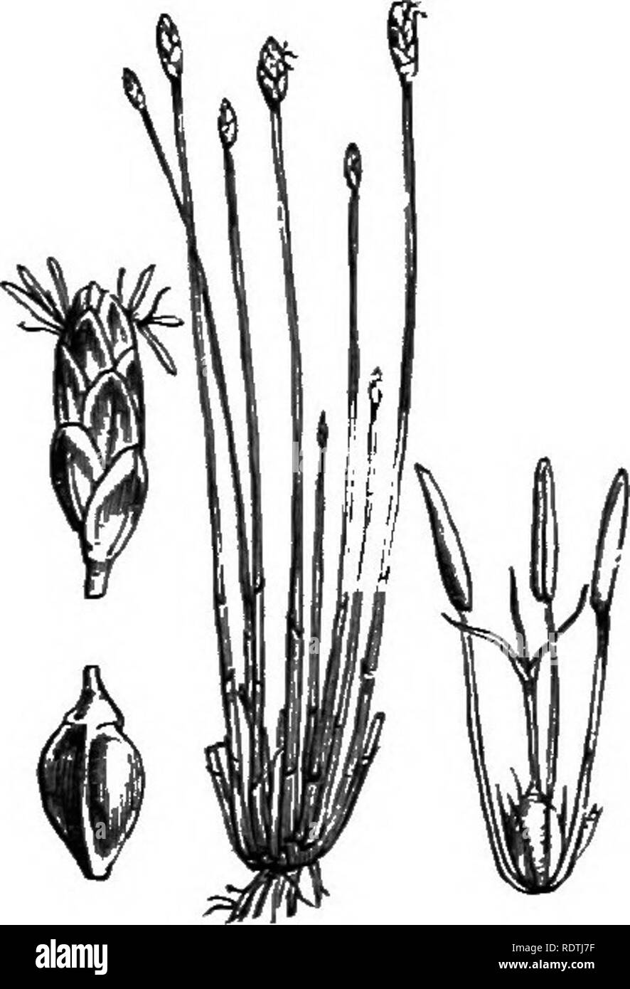 . Illustrations of the British flora: a series of wood engravings, with dissections, of British plants. Botany; Botany. 1094. Scirpns palnstris, L. I095- Scirpus multicaulis, Sm. Eleocharis pa., Br. Eleocharis mu., Br. Creeping S. Many-sialked S. T. Please note that these images are extracted from scanned page images that may have been digitally enhanced for readability - coloration and appearance of these illustrations may not perfectly resemble the original work.. Fitch, W. H. (Walter Hood), 1817-1892; Smith, George Worthington, 1835-1917; Bentham, George, 1800-1884. Handbook of the British  Stock Photo