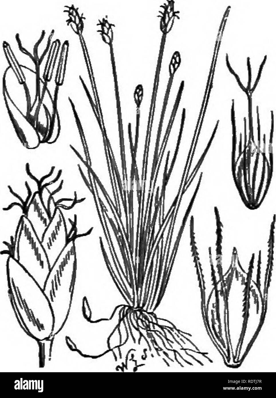 . Illustrations of the British flora: a series of wood engravings, with dissections, of British plants. Botany; Botany. 1092. Scirpus acicnlaris, L. Eleocharis ac, Br.. NeedU S. 1093. Scirpus parvulus, R. &amp; S. S.'nanijs, Spr.. Please note that these images are extracted from scanned page images that may have been digitally enhanced for readability - coloration and appearance of these illustrations may not perfectly resemble the original work.. Fitch, W. H. (Walter Hood), 1817-1892; Smith, George Worthington, 1835-1917; Bentham, George, 1800-1884. Handbook of the British flora. London, L. R Stock Photo