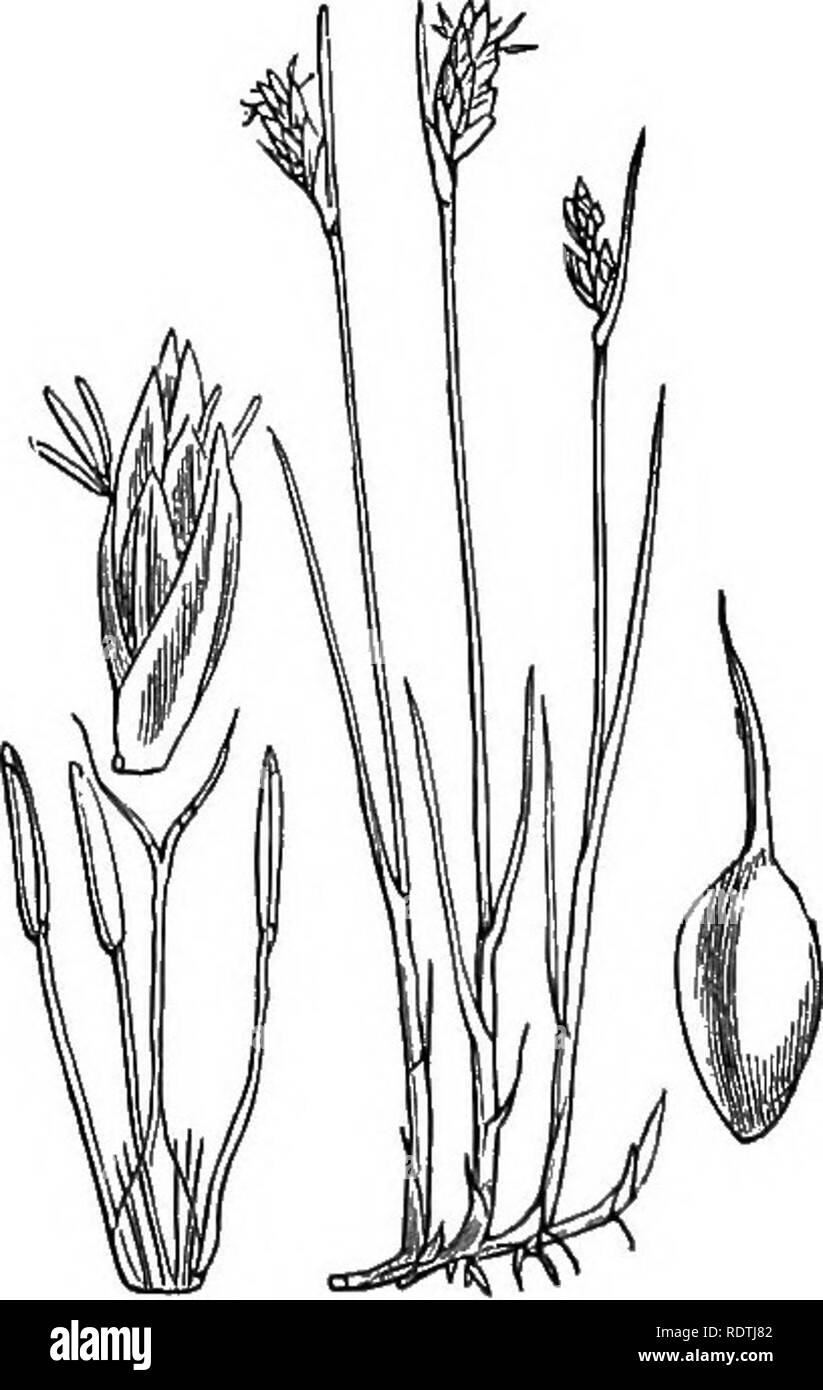 . Illustrations of the British flora: a series of wood engravings, with dissections, of British plants. Botany; Botany. 1090. Blysmus compressiis, Panz. Scirpus CO., Pers. 1091. Blysmus rufus, Link. Scirpus ru., Wahl.. Please note that these images are extracted from scanned page images that may have been digitally enhanced for readability - coloration and appearance of these illustrations may not perfectly resemble the original work.. Fitch, W. H. (Walter Hood), 1817-1892; Smith, George Worthington, 1835-1917; Bentham, George, 1800-1884. Handbook of the British flora. London, L. Reeve Stock Photo