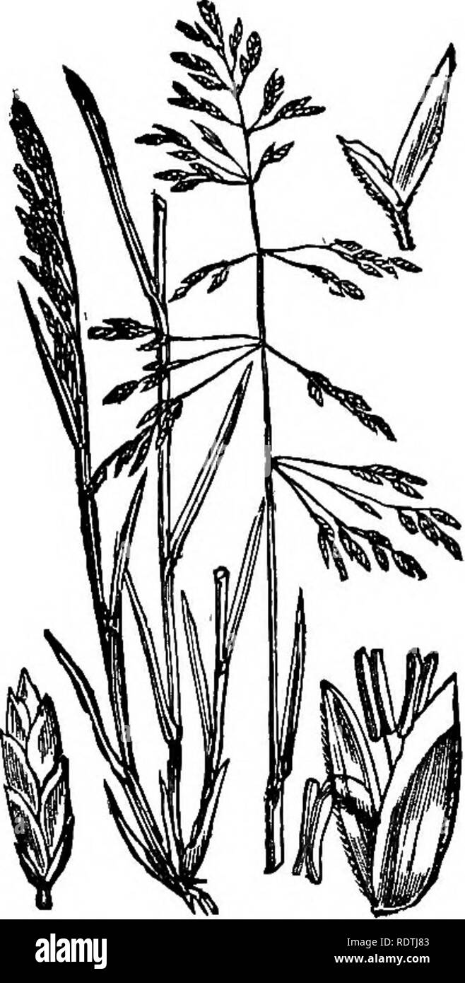 . Handbook of grasses, treating of their structure, classification, geographical distribution and uses, also describing the British species and their habitats. Grasses. seashore: dry sandy soil 37 Island), growing there in company with A. arundinacea, which it greatly resembles. Culms 4-5 ft. Panicle 8-10 inches long, and lobed (not fusiform), with a purple tinge ; gUimes narrower than in the other species, and very acute ; hairs at the base of the flowering glume half its length. Perennial, flowering in August. Hordeum. murinum, var. arenariuin, growing in loose sand, has the stems branching  Stock Photo