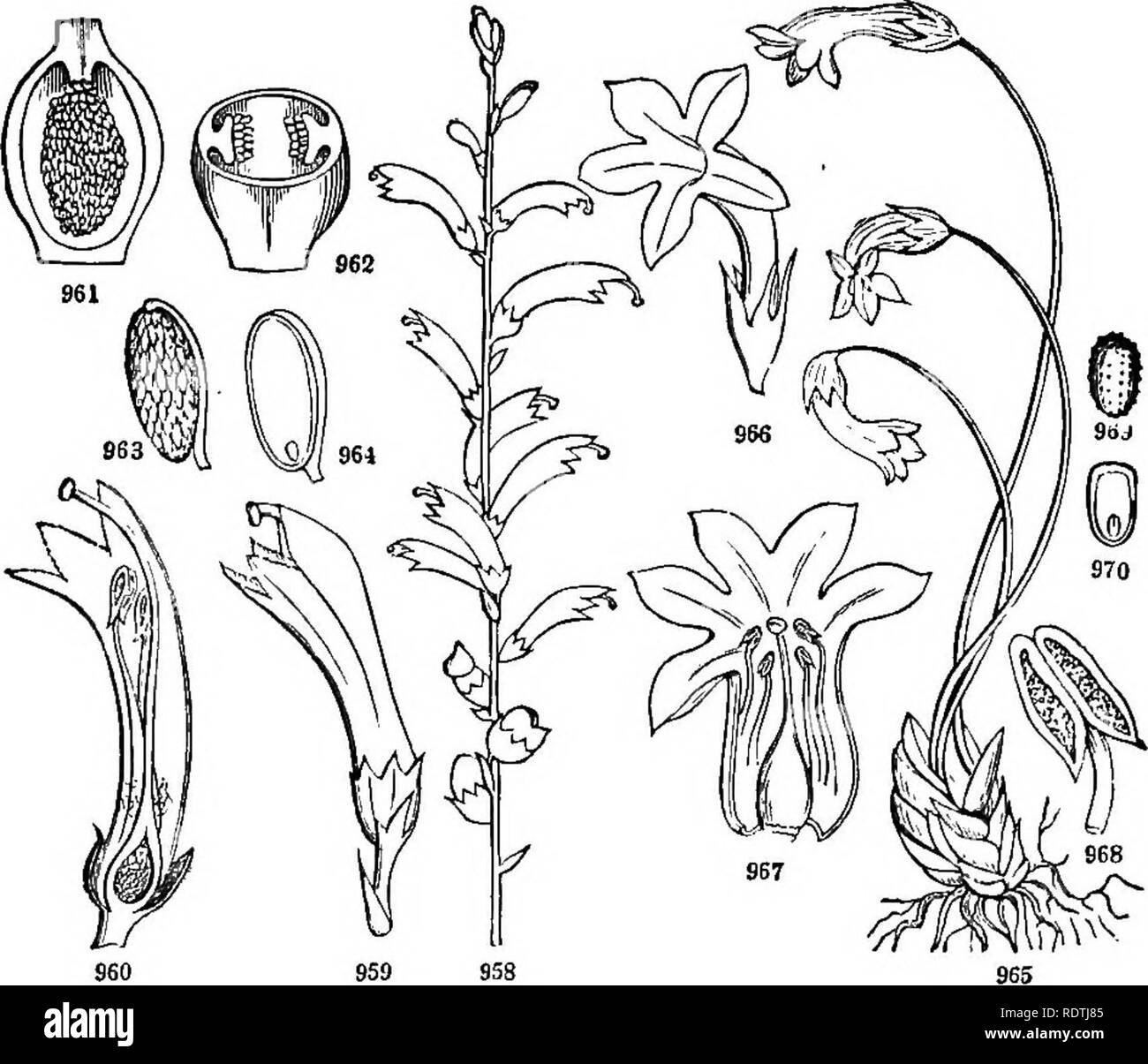 . Introduction to structural and systematic botany, and vegetable physiology. Botany. 446 ILLUSTRATIONS OP THE NATURAL ORDERS. buoyant, sometimes evanescent or wanting, or -when produced in the air entire and somewhat fleshy, clustered at the base of the scape. Flowers showy, very irregular. Calyx of two sepals, or unequally five-parted. Corolla bilabiate, personate ; the very short tube spurred. Stamens two, inserted on the upper hp of the co- rolla: anthers confluently one-celled. Ovary free, one-celled with a free central placenta ! bearing numerous ovules. Seeds destitute of albumen. Embry Stock Photo