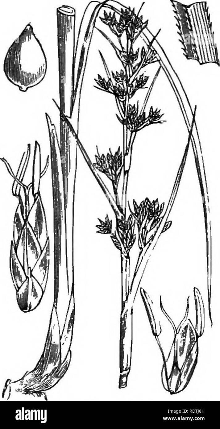 . Illustrations of the British flora: a series of wood engravings, with dissections, of British plants. Botany; Botany. 1085. Schoenus nigricans, L. Bog-ntsh.. 1086, Schoenus ferrugineus, L. J*erruginojts S. 1087. Cladium Mariscus, Br. C. jamaicense, Cr. Prickly C.. Please note that these images are extracted from scanned page images that may have been digitally enhanced for readability - coloration and appearance of these illustrations may not perfectly resemble the original work.. Fitch, W. H. (Walter Hood), 1817-1892; Smith, George Worthington, 1835-1917; Bentham, George, 1800-1884. Handboo Stock Photo