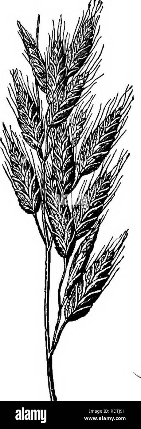. Handbook of grasses, treating of their structure, classification, geographical distribution and uses, also describing the British species and their habitats. Grasses. MEADOWS AND PASTURES 19 agreeable scent to hay : its flavour is bitter and aromatic. Flower- ing from early May to July. Alopecurus pratensis, the Meadow Foxtail (fig. 36), comes next into flower. The rootstock has very short stolons ; leaves flat, rather broad, tapering above, with flattish ribs, pale green ; ligule truncate, scarcely as long as broad ; basal sheaths purplish-brown. Culms 2-3 ft. Panicle spike-like, cylindric, Stock Photo