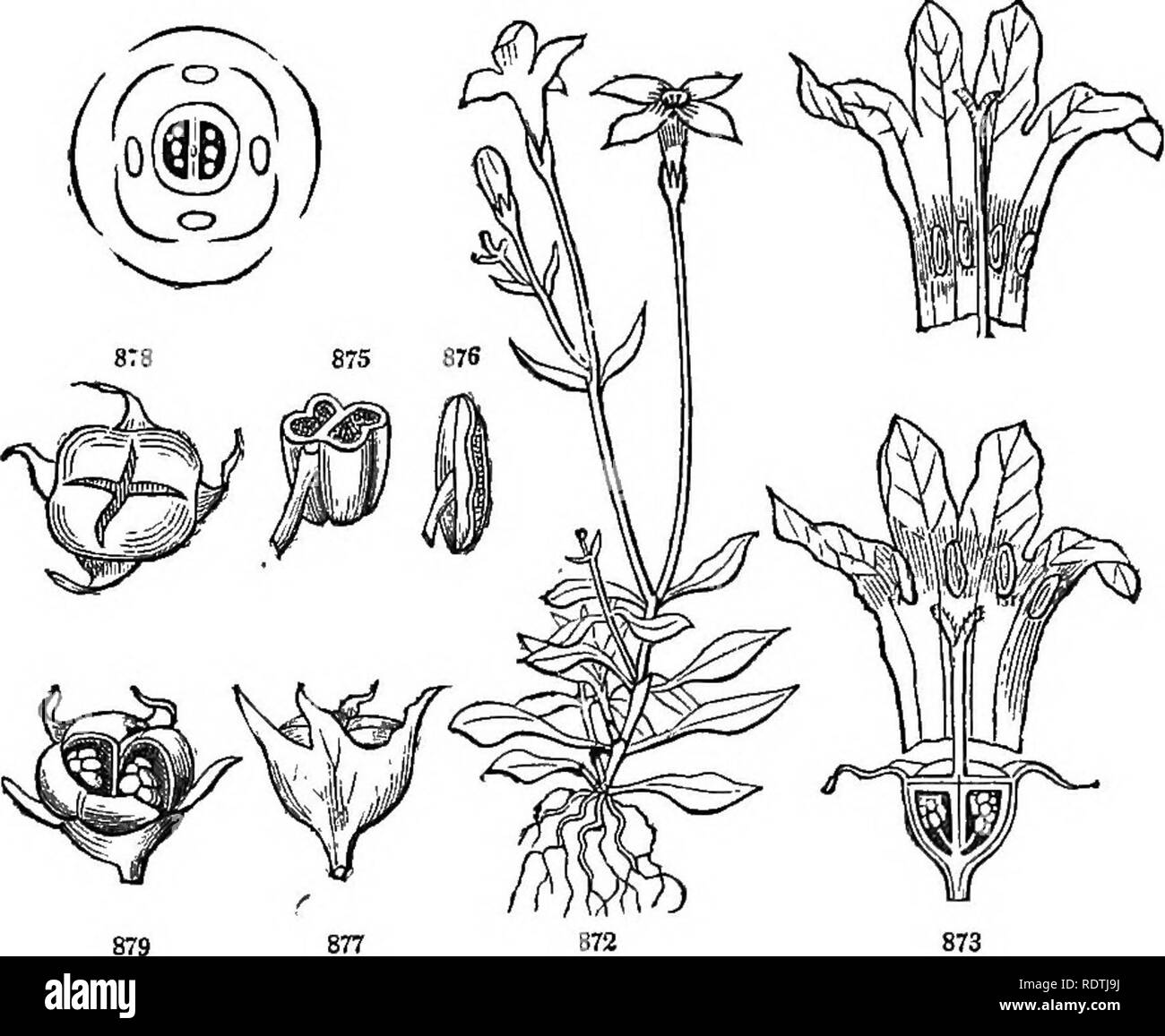 . Introduction to structural and systematic botany, and vegetable physiology. Botany. EXOGENOUS OR DICOTYLEDONOUS PLANTS. 433&quot; The febrifugal properties of the former depend on the presence of two alkaloids, Cjjic/iom'a and Quinia, both combined with Kinic acid. The Quinquina barks, which are derived from some species of Ex- ostemma and other West Indian, Mexican, and Brazilian genera, contain neither cinchonia nor quinia. The bark of Pinckneya pu- bens, of the Southern United States, has been substituted for Cin- chona. — The true Ipecacuanha is furnished^ by the roots of Cepha- aslis Ip Stock Photo