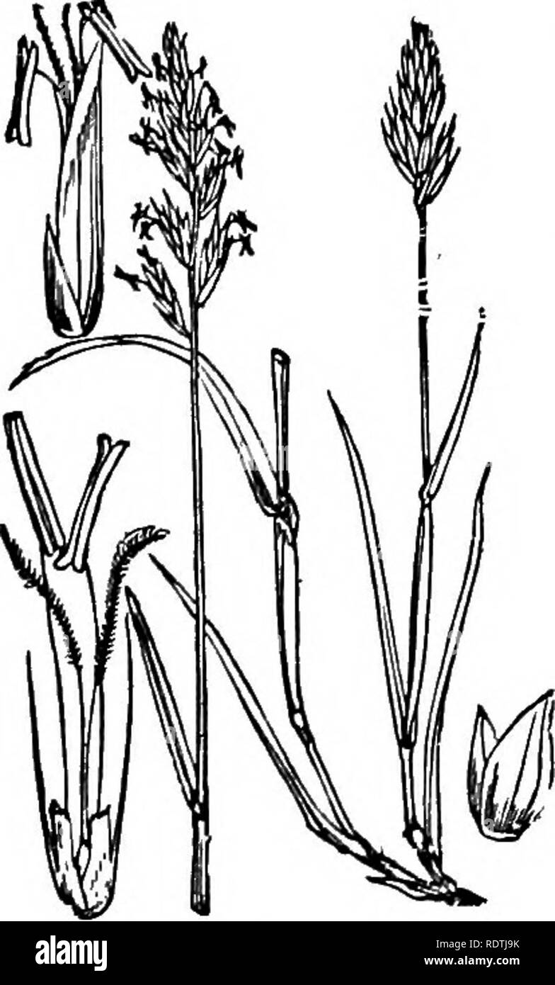 . Handbook of grasses, treating of their structure, classification, geographical distribution and uses, also describing the British species and their habitats. Grasses. CHAPTER II British Species The grasses that we shall first describe are those which constitute the mass of the verdure of our meadows and pastures. With the exception of the last three or four, the species comprising this group are very abundant in all parts of Britain. Festuca durius- cula, Lolium perenne, Dactylis glomerata, Poa pratensis and P. trivialis, Cynosurus cnsiatus, Holcus lanaius, and Agrostis vul- garis, flourish  Stock Photo