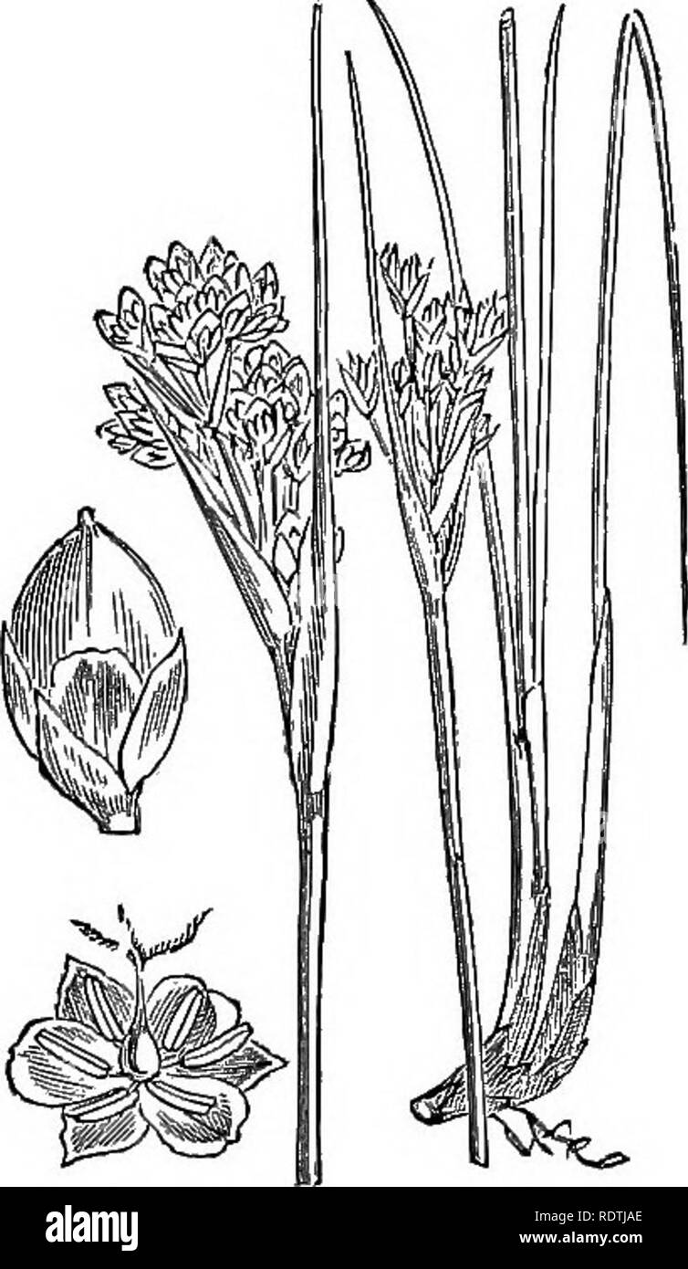 . Illustrations of the British flora: a series of wood engravings, with dissections, of British plants. Botany; Botany. 1072. Juncus maritimus, Sm. Sea Riisk, 1073. Juncus acutuB, L. Sharp R-jish.. Please note that these images are extracted from scanned page images that may have been digitally enhanced for readability - coloration and appearance of these illustrations may not perfectly resemble the original work.. Fitch, W. H. (Walter Hood), 1817-1892; Smith, George Worthington, 1835-1917; Bentham, George, 1800-1884. Handbook of the British flora. London, L. Reeve Stock Photo