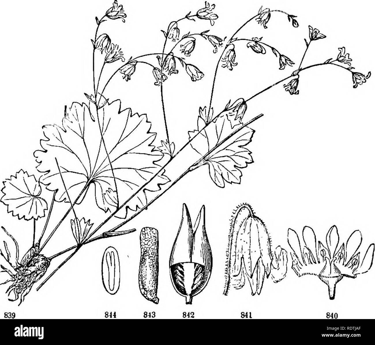 . Introduction to structural and systematic botany, and vegetable physiology. Botany. 424 ILLUSTRATIONS OF THE NATURAL ORDERS. crop, Orpine, Live-for-ever), Crassula, Sempervivum (Houseleek), &amp;c. They mostly grow in arid places, and are of no economical im- portance. 8iil. Ord. SElxifragacca) {Saxifrage Family). Herbs or shrubs, with alternate or opposite leaves. Calyx of four or five more or less united sepals, either free from or more or less adherent to the ovary, persistent. Petals as many as the sepals, rarely want- ing. Stamens as many, or commonly twice as many, as the pistils or se Stock Photo