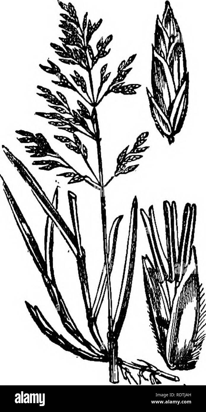 . Handbook of grasses, treating of their structure, classification, geographical distribution and uses, also describing the British species and their habitats. Grasses. SPIKELETS AND GLUMES II of the upper and lower ; similarly the palea is not exactly on the same plane as the following glume. And here we must explain an unfortunate variance in terminology; some botanists call the flowering glume a palea, and then speak of the upper and lower paleae, which the student will bear in mind when consulting the descriptive works of different authors. A spikelet may contain one or any number of flowe Stock Photo