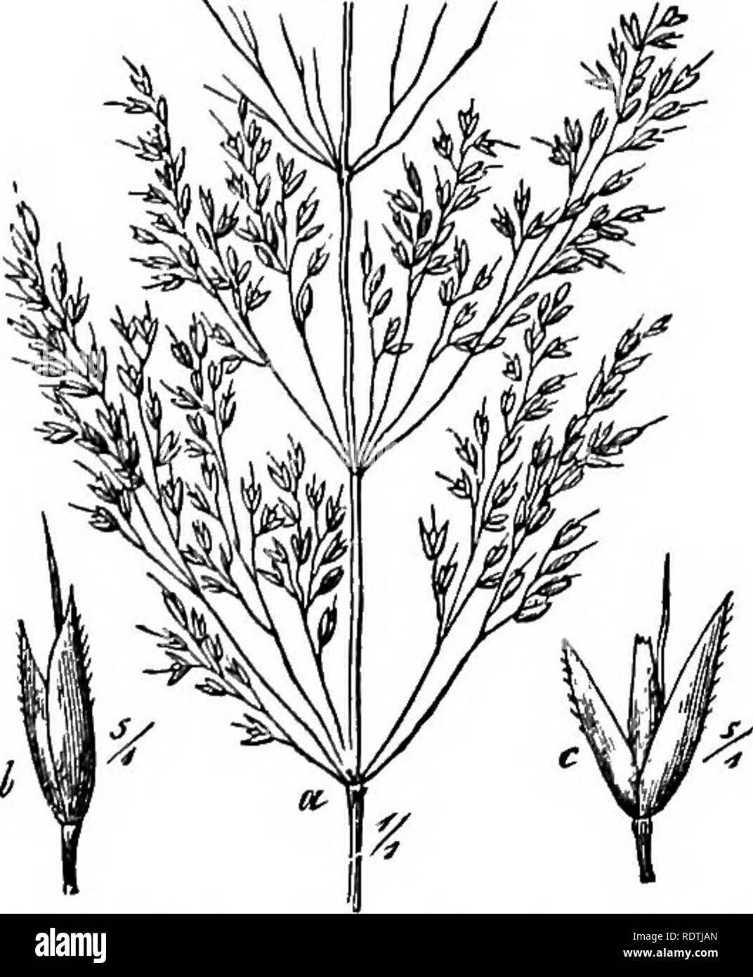. Handbook of grasses, treating of their structure, classification, geographical distribution and uses, also describing the British species and their habitats. Grasses. 10 STRUCTURE divided and sub-divided, forming the graceful airy panicle so char- acteristic of grasses (fig. 6). The ultimate branches of the panicle are of course the pedicels of the spikelets, and the number of spike- lets contained in this paniculate form of inflorescence is often immense. In the raceme, an intermediate form of inflorescence, each spikelet has its pedicel inserted directly upon the rachis. The panicle may be Stock Photo