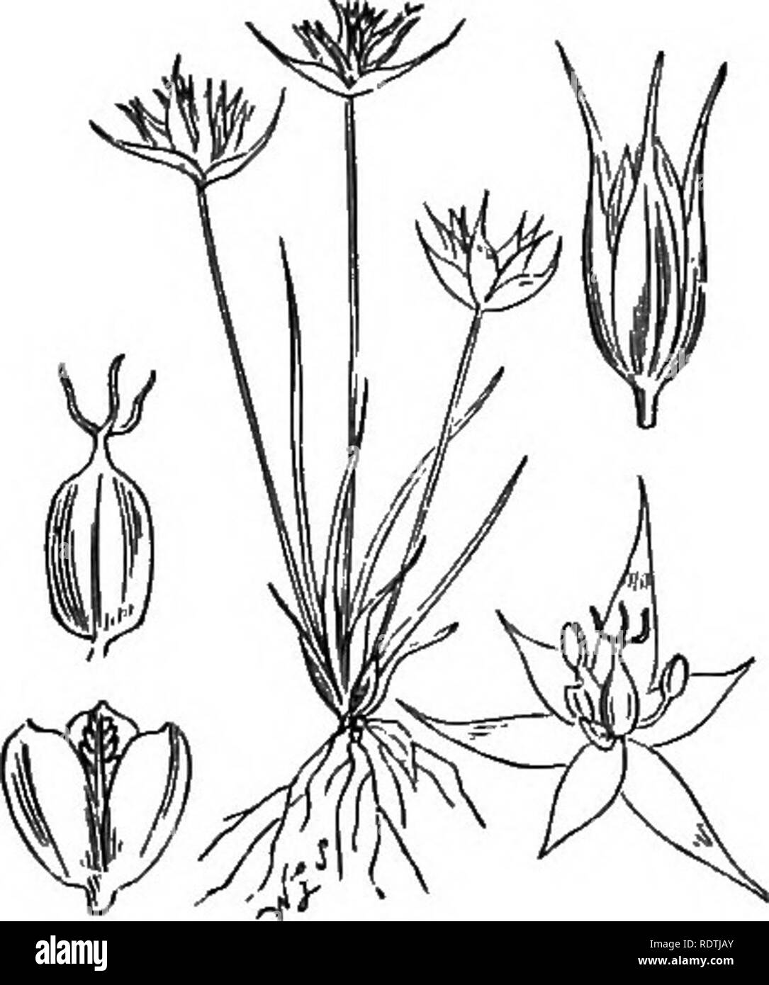 . Illustrations of the British flora: a series of wood engravings, with dissections, of British plants. Botany; Botany. 1068. Juncus squarrosus, L. Heath Rush. 1069. Juncus bufonius, L. ToiLii Rush.. Please note that these images are extracted from scanned page images that may have been digitally enhanced for readability - coloration and appearance of these illustrations may not perfectly resemble the original work.. Fitch, W. H. (Walter Hood), 1817-1892; Smith, George Worthington, 1835-1917; Bentham, George, 1800-1884. Handbook of the British flora. London, L. Reeve Stock Photo