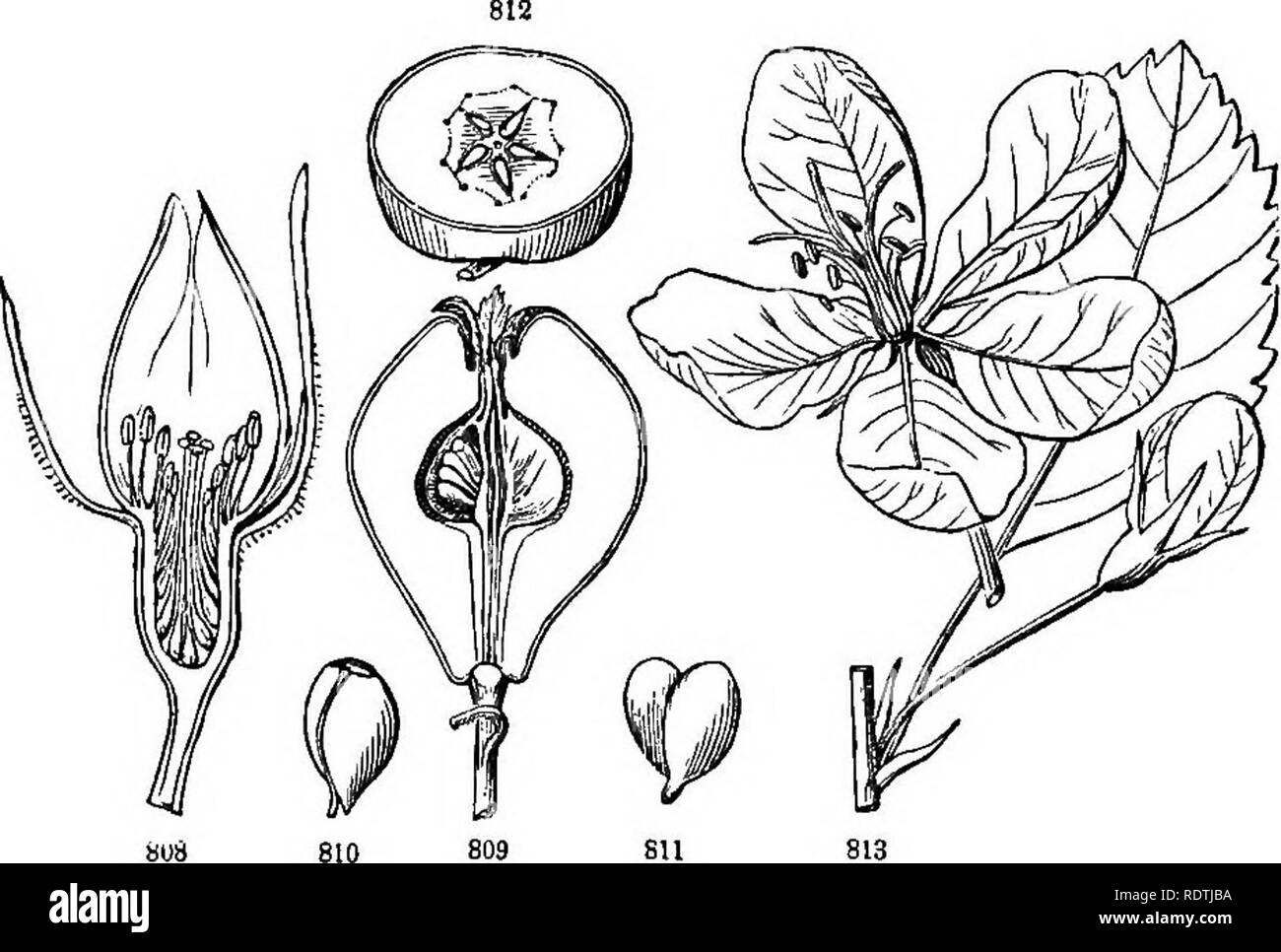 . Introduction to structural and systematic botany, and vegetable physiology. Botany. 416 ILLUSTRATIONS OF THE NATLTtAL OEDKRS. shrubs. — The three tribes of this suborder are : — Tribe 1. Spires, where tlie fruit is a foUicle. Ux. Spirasa and Gillenia. Tribe 2. Dryade^e, where the fruits are achenia, or sometimes little drupes, and when numerous crowded on an enlarged torus (Fig. 558, 559, 564, 565). Hx. Dryas, Agrimonia, Potentilla, Fragaria (Strawber- ry), Rubus (Raspberry and Blackberry). Tribe 3. Rose^, where numerous achenia cover the hollow torus which lines the urn-shaped calyx-tube ;  Stock Photo