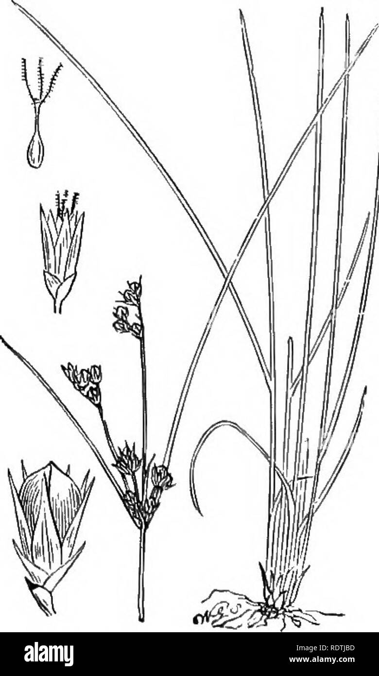 . Illustrations of the British flora: a series of wood engravings, with dissections, of British plants. Botany; Botany. 1065. Juncus obtusiflorus, Ehr. J. subnodulosus, Schr. Obtuse RnJi.. 1066. Juncus compiessus, Jacq. Round-frnitcd Riisli, 1067. Juncus tenuis, Willd. Slciuhr Riisli.. Please note that these images are extracted from scanned page images that may have been digitally enhanced for readability - coloration and appearance of these illustrations may not perfectly resemble the original work.. Fitch, W. H. (Walter Hood), 1817-1892; Smith, George Worthington, 1835-1917; Bentham, George Stock Photo