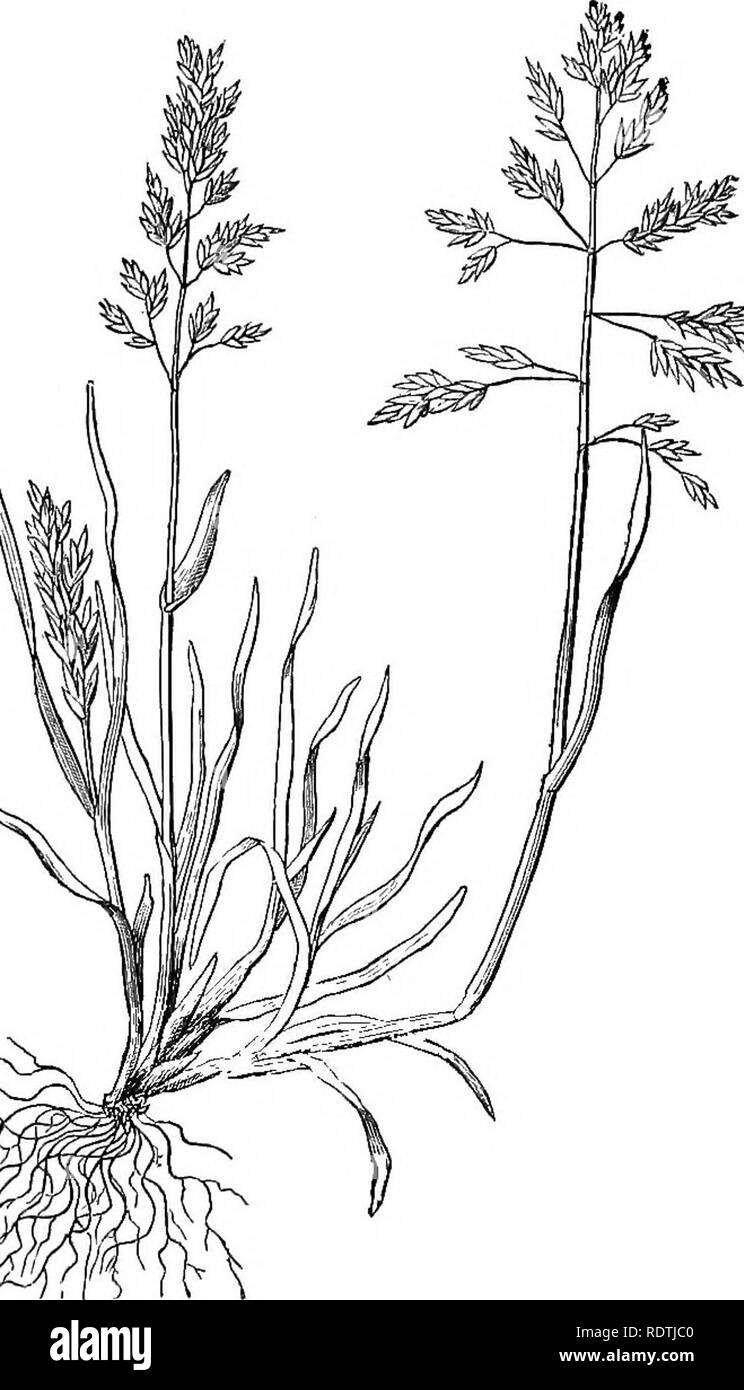 . Handbook of grasses, treating of their structure, classification, geographical distribution and uses, also describing the British species and their habitats. Grasses. Poa annua, the Annual Meadow-grass ; flowering.. Please note that these images are extracted from scanned page images that may have been digitally enhanced for readability - coloration and appearance of these illustrations may not perfectly resemble the original work.. Hutchinson, William M. London, S. Sonnenschein; New York, Macmillan Stock Photo