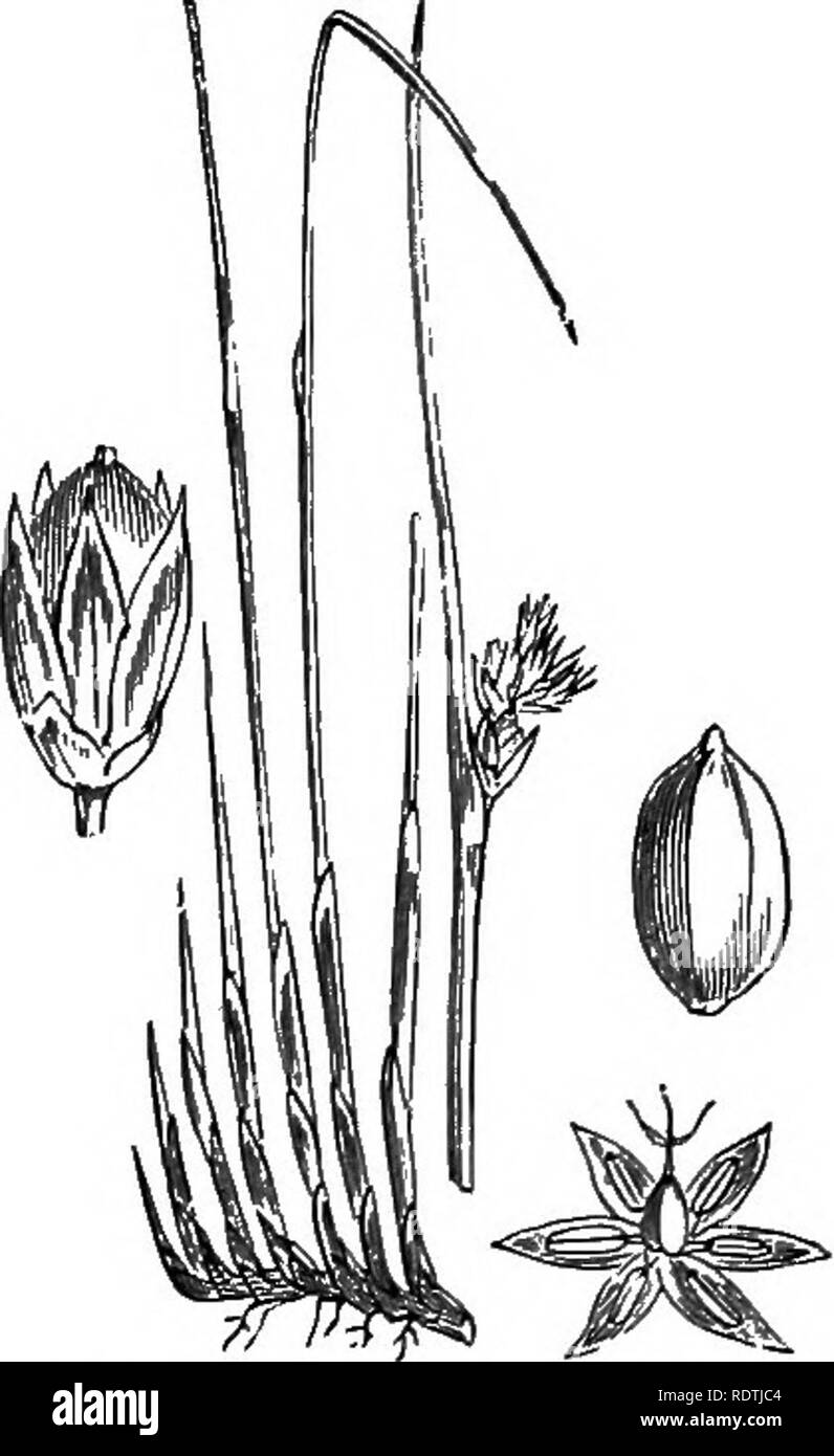 . Illustrations of the British flora: a series of wood engravings, with dissections, of British plants. Botany; Botany. 1062. Juncus filiformis, L. Thread Rush, 1063. Juncus balticus, Willd. Baltic Rush,. Please note that these images are extracted from scanned page images that may have been digitally enhanced for readability - coloration and appearance of these illustrations may not perfectly resemble the original work.. Fitch, W. H. (Walter Hood), 1817-1892; Smith, George Worthington, 1835-1917; Bentham, George, 1800-1884. Handbook of the British flora. London, L. Reeve Stock Photo