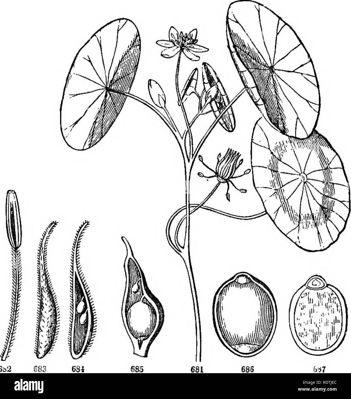 . Introduction to structural and systematic botany, and vegetable physiology. Botany. EXOGENOUS OR DICOTYLEDONOUS PLANTS. 387 definite stamens, or nearly so, with innate anthers, and the gynascium of few apocarpous, free, and few-ovuled pistils ; the ovules chiefly on the dorsal suture. Brasenia and Cabomba are all the genera.. 751. Ord. ^amcmiaWK (Water-Pitcher Family). Perennial herbs, growing in bogs; the (purplish or yellowish-green) leaves all radical and hollow, pitcher-shaped (Fig. 299, 300), or trumpet-shaped. Calyx of five persistent sepals, with three small bracts at its base. Coroll Stock Photo