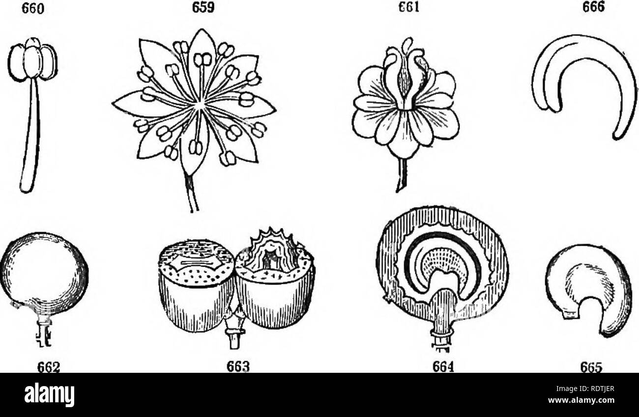 . Introduction to structural and systematic botany, and vegetable physiology. Botany. EXOGENOUS OR DICOTYLEDONOtTS PLANTS. 383 fruir Seeds one or more in each carpel, â with a hard and brittle testa: embryo minute, at the base of hard, ruminated albumen. The four species of our so-called Papaw (Asimina) are our only rep- resentatives of this chiefly tropical order, which furnishes the lus- cious custard-apples of the East and West Indies, &amp;c. Aromatic properties, with some acridity in the bark, &amp;c., prevail in the order. Monodora yields the calabash-nutmeg. 745. Ord. Myristicaceie {Nut Stock Photo
