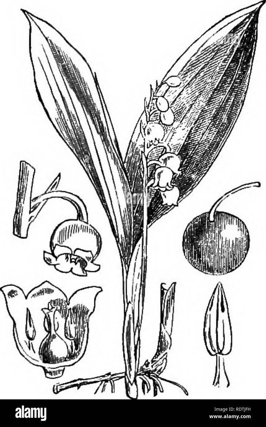 . Illustrations of the British flora: a series of wood engravings, with dissections, of British plants. Botany; Botany. 1033. Convallaria majalis, L. Lily of the Valley.. Please note that these images are extracted from scanned page images that may have been digitally enhanced for readability - coloration and appearance of these illustrations may not perfectly resemble the original work.. Fitch, W. H. (Walter Hood), 1817-1892; Smith, George Worthington, 1835-1917; Bentham, George, 1800-1884. Handbook of the British flora. London, L. Reeve Stock Photo
