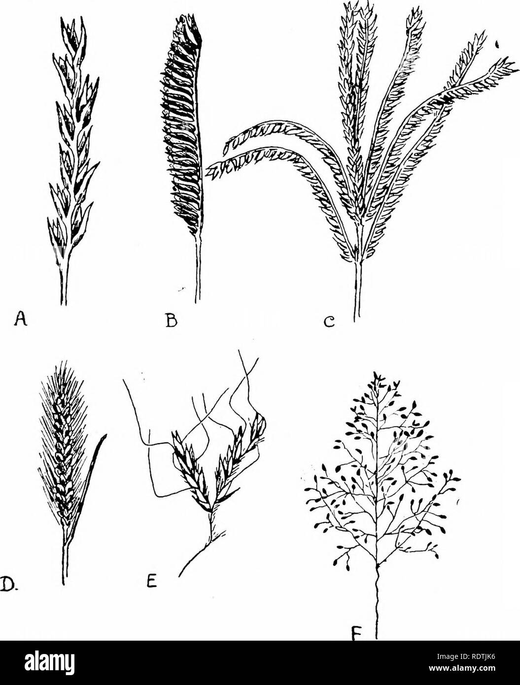 . The grasses and grasslands of South Africa. Botany; Grasses. The leaves are arranged alternately in two rows (2 ranked) and when perfect consist of (1) a sheath with its margins over- lajjping or grown together surrounding the culm, (2) a blade, and (3) a ligulc, which is placed transversely at the inside of the junction of the sheath and blade.. Fig. 2.—Forms of iiifloriscence, A. Oropetlum capeiise, a portion of a .simple spike. B. Harpeehloa capensii, a single se^iind spike. O. Eleusine indica,. secund spikes. D. Set'ina perennis, a panicle (false spike). E Andropogon hirtuSy a single pai Stock Photo