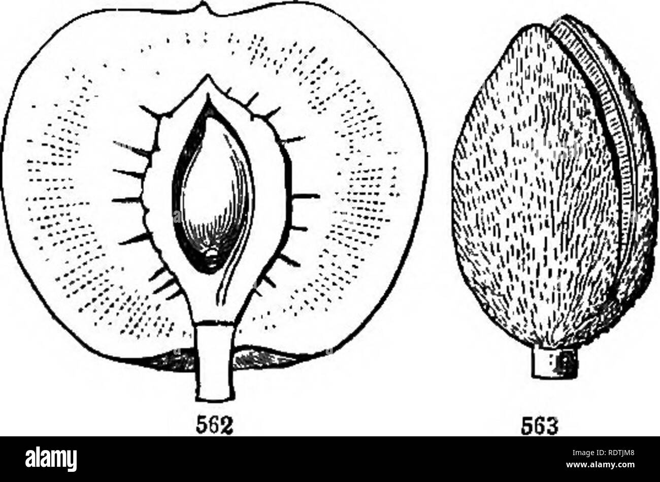 . Introduction to structural and systematic botany, and vegetable physiology. Botany. . Please note that these images are extracted from scanned page images that may have been digitally enhanced for readability - coloration and appearance of these illustrations may not perfectly resemble the original work.. Gray, Asa, 1810-1888. New York [etc. ] Ivison, Blakeman, Taylor &amp; Co. Stock Photo