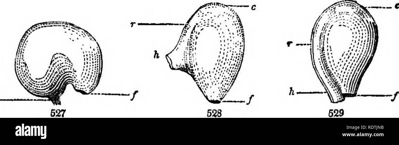 . Introduction to structural and systematic botany, and vegetable physiology. Botany. THE OVULE. 299 the direction of parts occurs during growth; but the base or chalaza (Fig. 626, c) is manifestly the point of attachment, the orifice (/) is at the opposite end, and the ovule is straight and symmetrical.. 567. The Campylotropous Ovule (Fig. 525, 527) is one which grows unequally, and consequently curves upon itself, so as to bring the apex round to the vicinity of the base, the chalaza (c) and the orifice ( /&quot;) being at length brought nearly into contact at the point of at- tachment. Camp Stock Photo