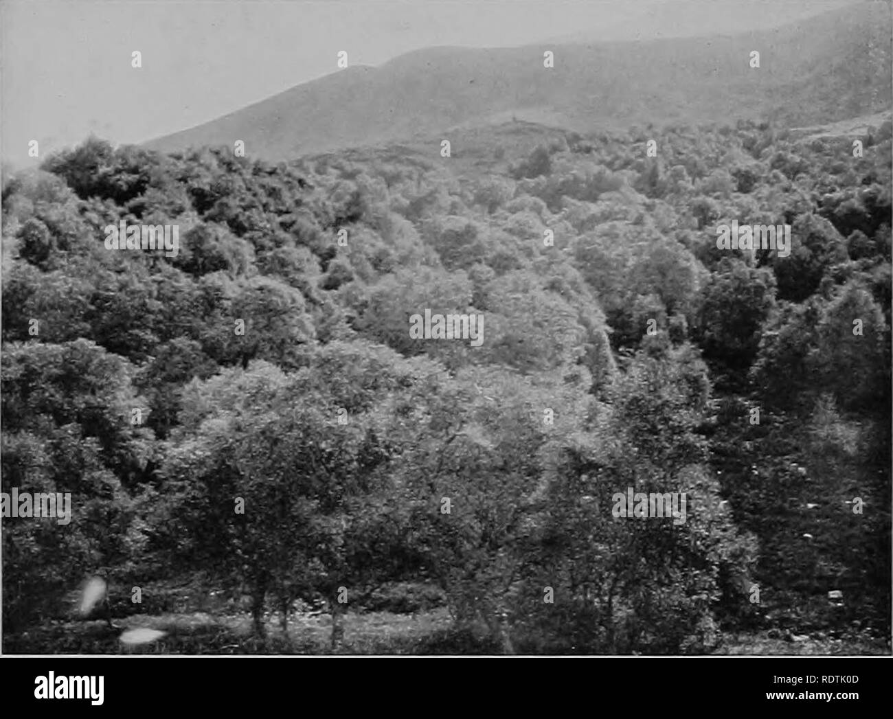 . Types of British vegetation. Botany. Plate XII. phot. A. G. Tanxley Betula tomentosa; Myrica Gale on the right: 900-1250 feet (c. 270- 380 m.) alt., near Kinlocli Eannoch, Perthshire. Slopes of Schiehal- lion behind.. Please note that these images are extracted from scanned page images that may have been digitally enhanced for readability - coloration and appearance of these illustrations may not perfectly resemble the original work.. Tansley, A. G. (Arthur George), Sir, 1871-1955; Central committee for the survey and study of British vegetation. Cambridge, University Press Stock Photo