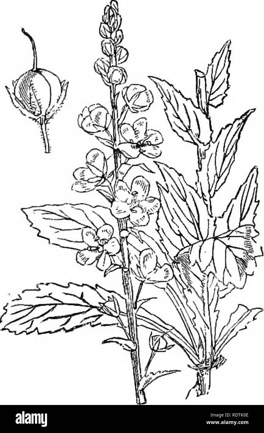 . Illustrations of the British flora: a series of wood engravings, with dissections, of British plants. Botany; Botany. 726. Vovbascura Thapsus, L. Great Mnllein ; Y. 727. Verbascum Blattana, L. Moth Mullein ; Y. I. Please note that these images are extracted from scanned page images that may have been digitally enhanced for readability - coloration and appearance of these illustrations may not perfectly resemble the original work.. Fitch, W. H. (Walter Hood), 1817-1892; Smith, George Worthington, 1835-1917; Bentham, George, 1800-1884. Handbook of the British flora. London, L. Reeve Stock Photo