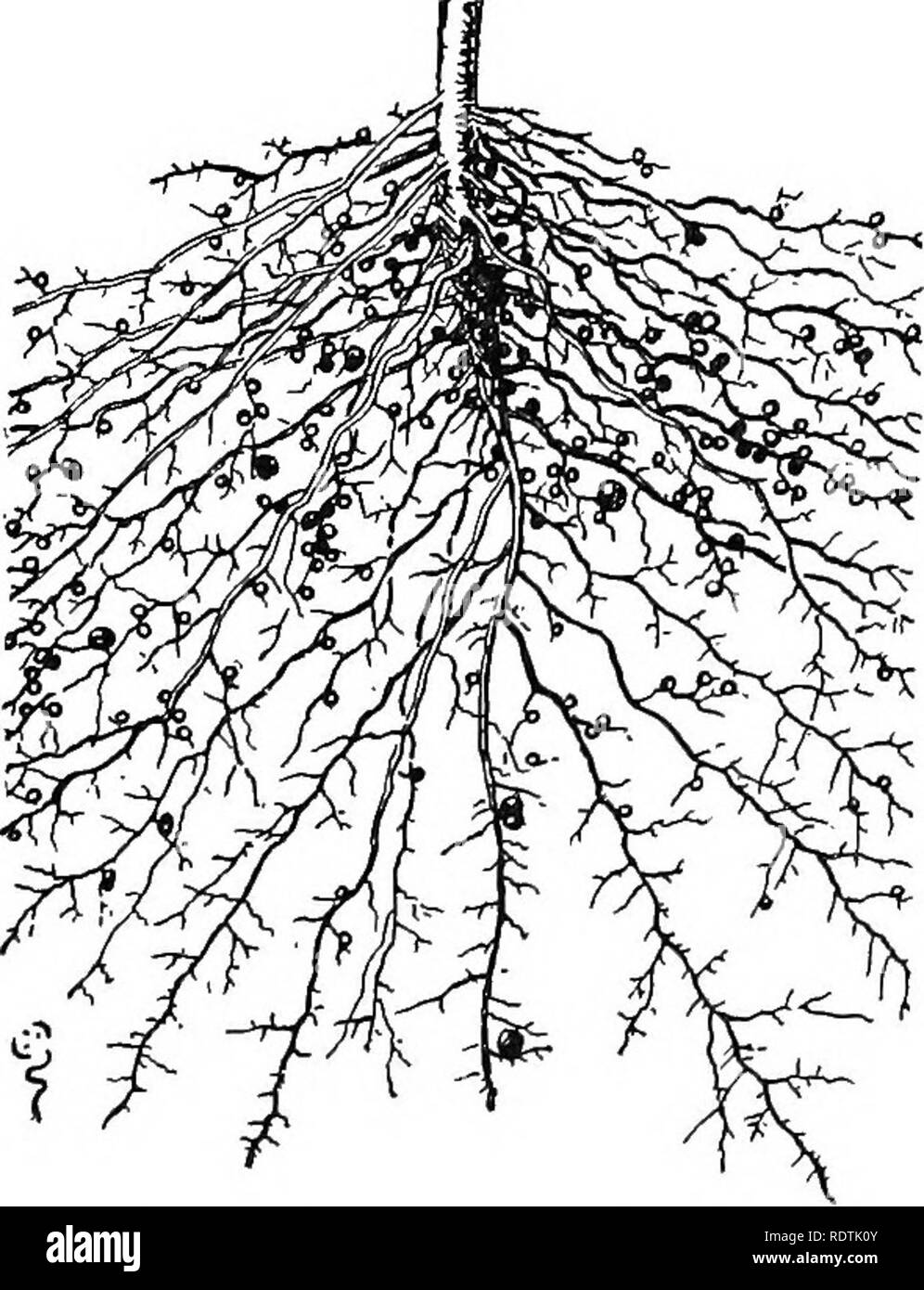 . Science of plant life, a high school botany treating of the plant and its relation to the environment. Botany. 194 Science of Plant Life Roots in relation to bacteria and fungi. The roots of many plants have bacteria or fungi growing about them or inside them. The best-known crop plants belonging to this group are the clover, cowpea, and alfalfa; their roots develop small nodules in which cer- tain kinds of bacteria change nitrogen of the air into nitro- gen compounds which may be used by the plants. More information about these bac- teria will be found in a later chapter (page 258). Many of Stock Photo