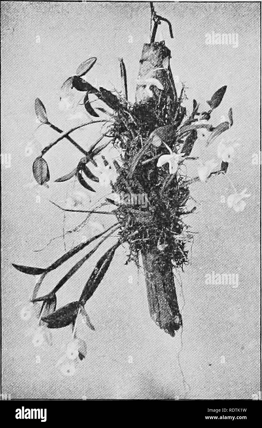. Science of plant life, a high school botany treating of the plant and its relation to the environment. Botany. 190 Science of Plant Life plants on which they grow (page 249), but depend for their water upon the evenly- distributed rainfall and for their mineral substances upon dust and the decay of the bark on which they live. Epiphytes are pronounced xerophytes, for there is prob- ably no habitat in which it is more difficult to maintain a water balance than the one in which they live. It is not surprising, therefore, to find that among the epiphytic plants of the West Indies there are seve Stock Photo