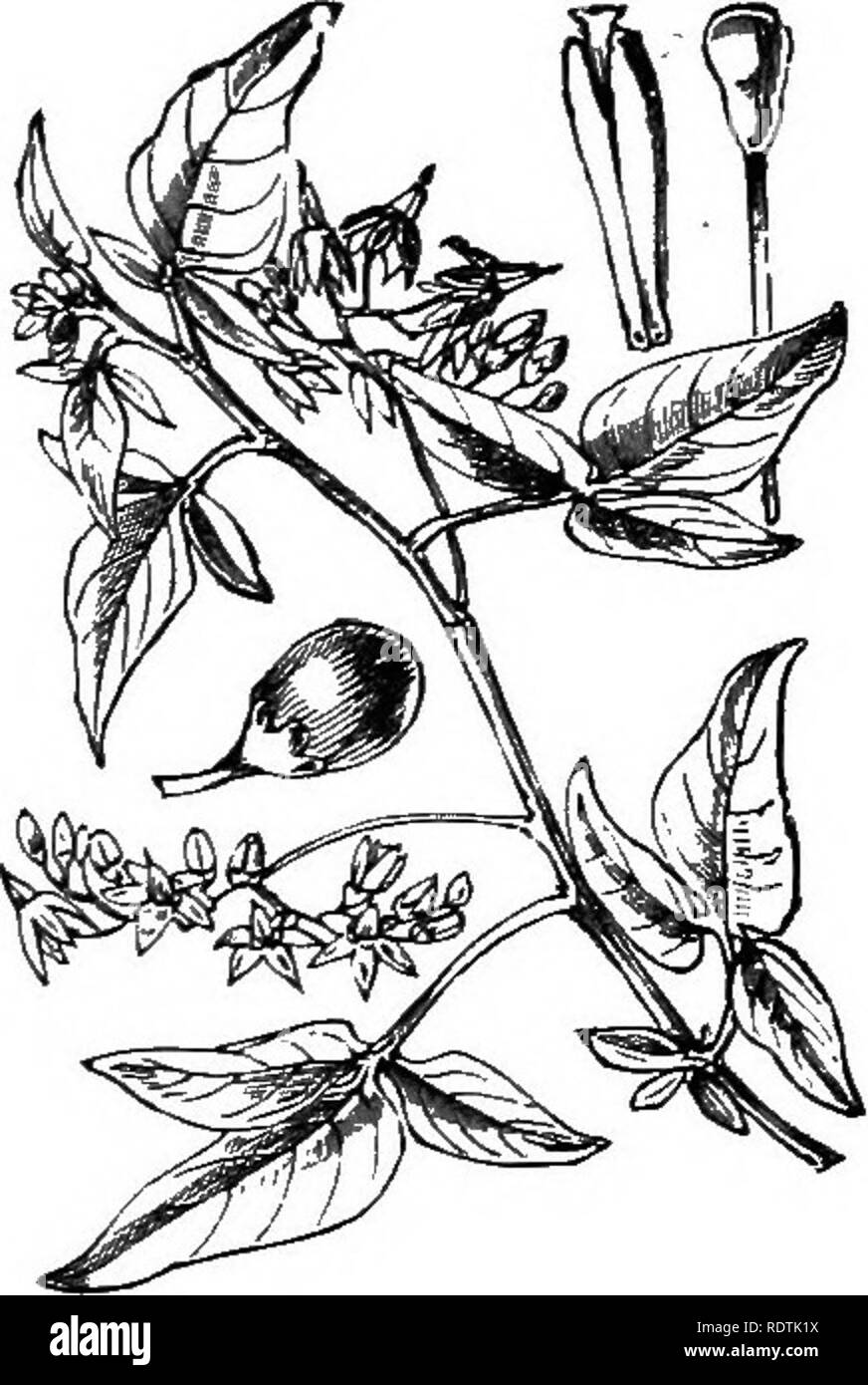 . Illustrations of the British flora: a series of wood engravings, with dissections, of British plants. Botany; Botany. 714. Hyoscyanius niger, L. Hetiliane; V.. 715. Solanum Dulcamara, L. Bittersweet^ Nightshade l B,. Please note that these images are extracted from scanned page images that may have been digitally enhanced for readability - coloration and appearance of these illustrations may not perfectly resemble the original work.. Fitch, W. H. (Walter Hood), 1817-1892; Smith, George Worthington, 1835-1917; Bentham, George, 1800-1884. Handbook of the British flora. London, L. Reeve Stock Photo