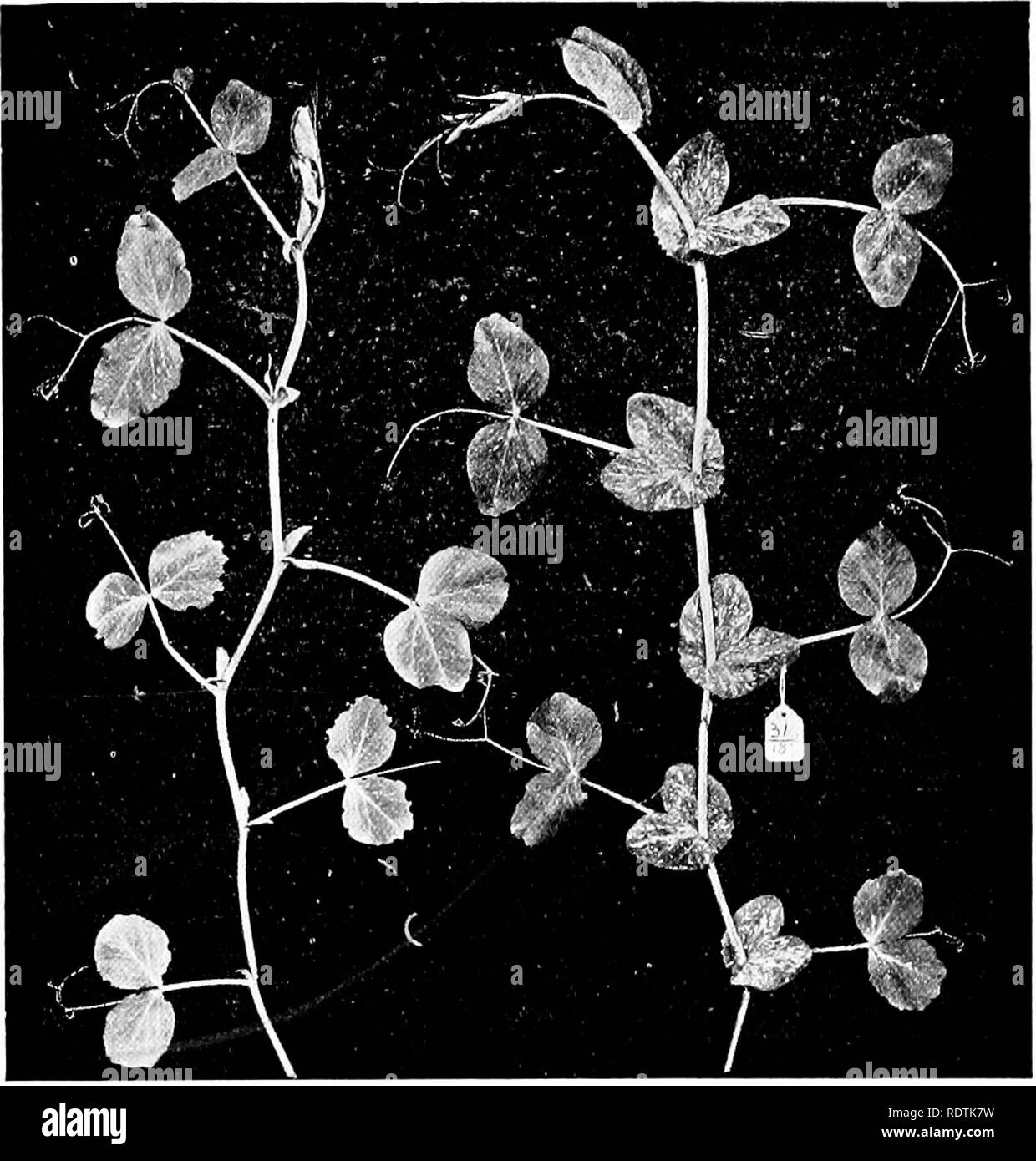. An introduction to the structure and reproduction of plants. Plant ...