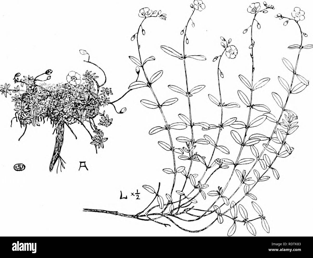An introduction to the structure and reproduction of plants. Plant 