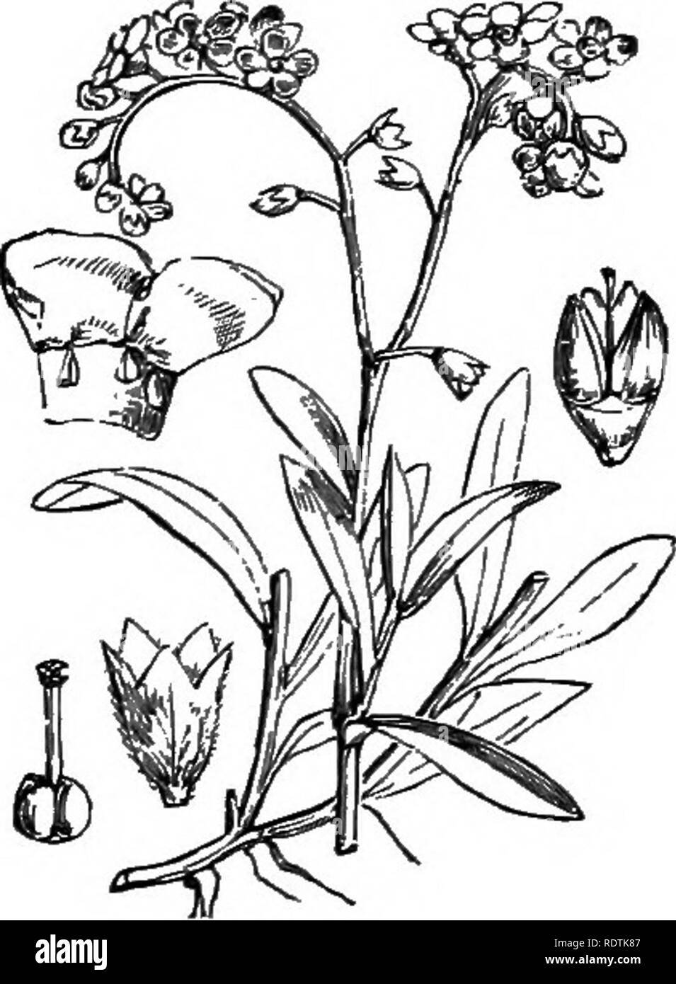. Illustrations of the British flora: a series of wood engravings, with dissections, of British plants. Botany; Botany. Lilhospermum purpureo- ca^ruleum, L. Creeping CrOJHiueU; B.. 699. Myosolis palustris, With. M, scorpioides, L. Water Forgei-ine-jwt; B.. Please note that these images are extracted from scanned page images that may have been digitally enhanced for readability - coloration and appearance of these illustrations may not perfectly resemble the original work.. Fitch, W. H. (Walter Hood), 1817-1892; Smith, George Worthington, 1835-1917; Bentham, George, 1800-1884. Handbook of the B Stock Photo