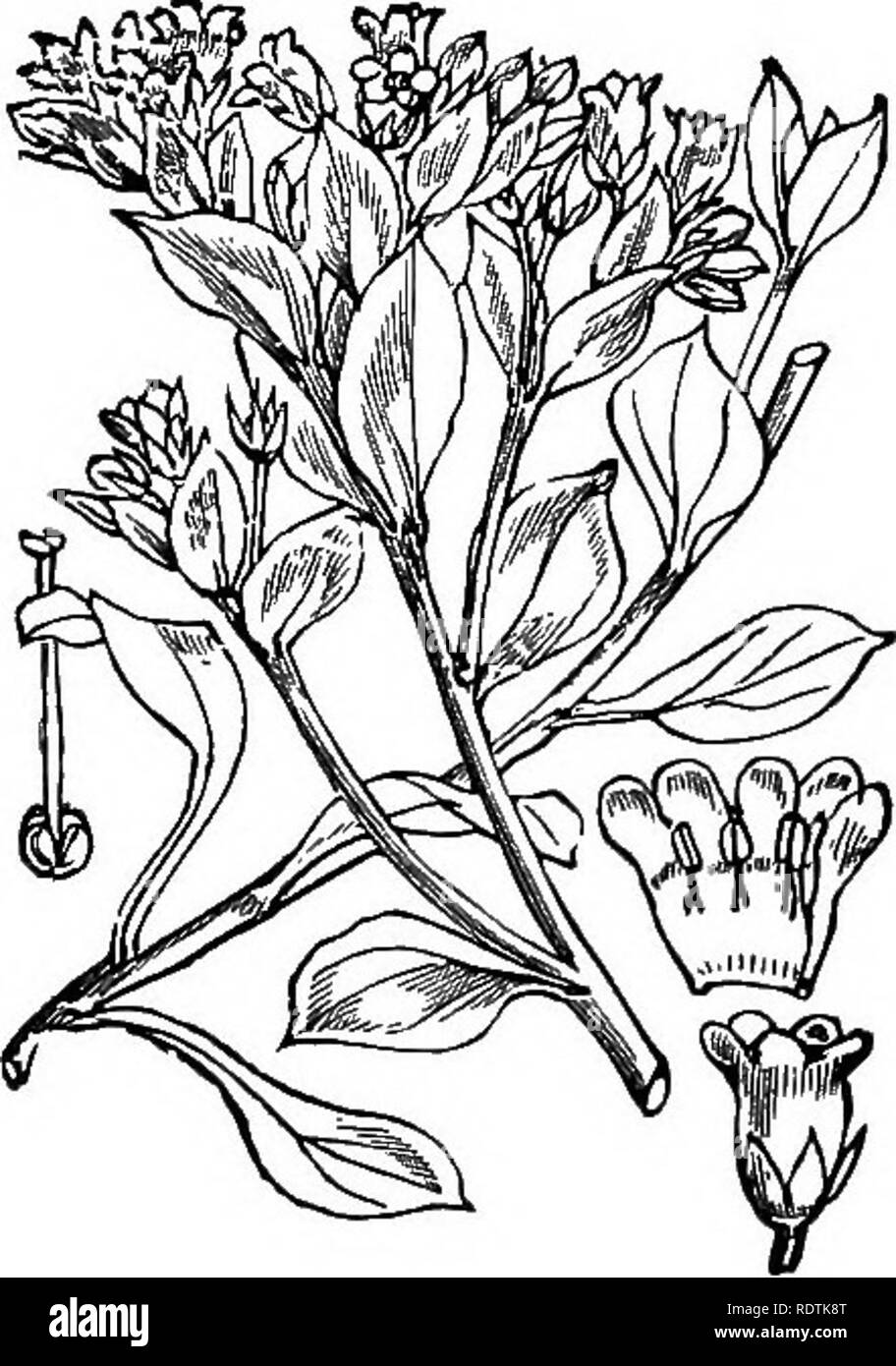 . Illustrations of the British flora: a series of wood engravings, with dissections, of British plants. Botany; Botany. 694. Pulmonaria officinalis, L. Lungwort I B.. 695. Mertensia maritima, Don. Pneumaria ma., Hill. Sea Meriejtsia; B.. Please note that these images are extracted from scanned page images that may have been digitally enhanced for readability - coloration and appearance of these illustrations may not perfectly resemble the original work.. Fitch, W. H. (Walter Hood), 1817-1892; Smith, George Worthington, 1835-1917; Bentham, George, 1800-1884. Handbook of the British flora. Londo Stock Photo