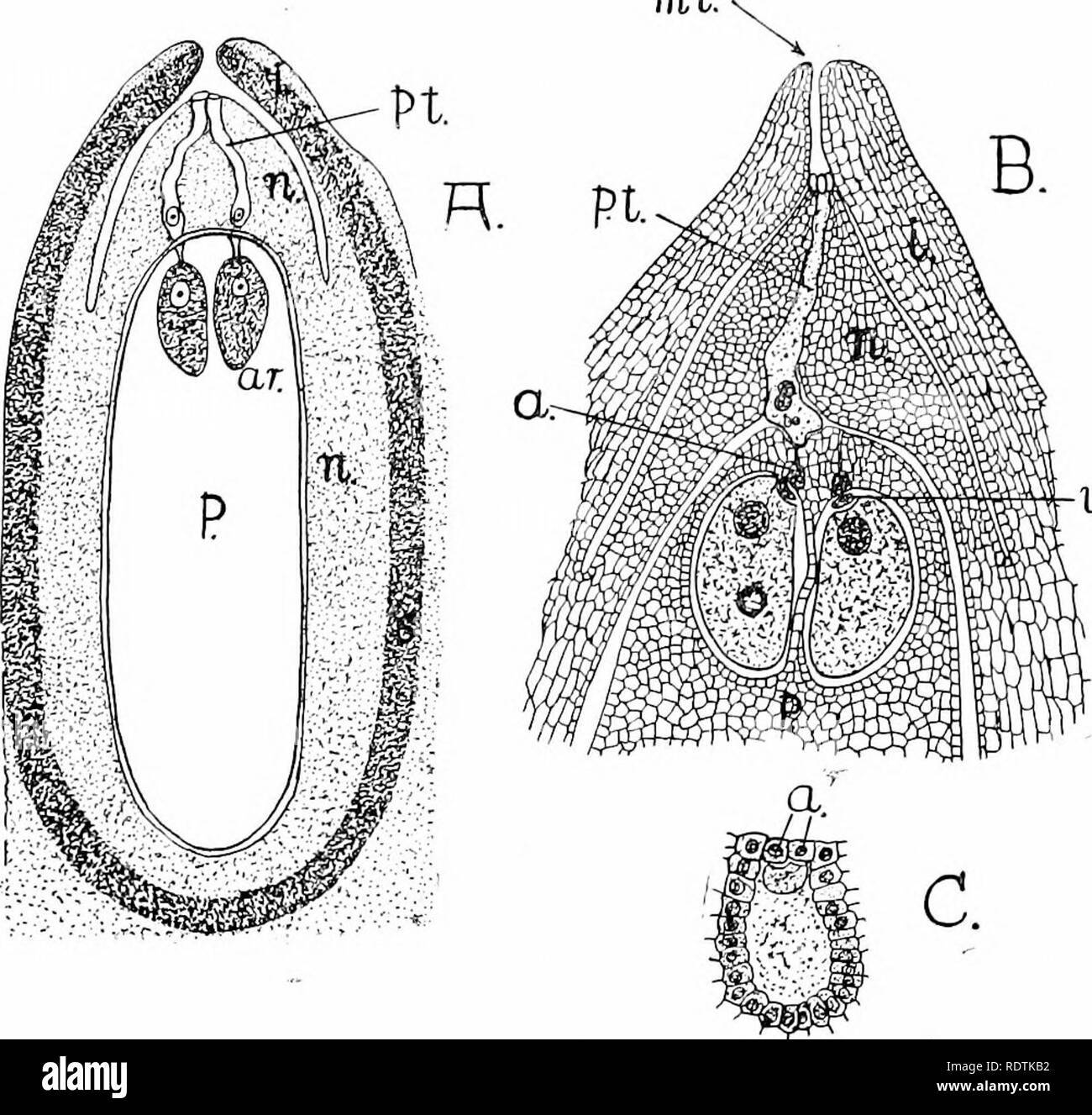 . An introduction to the structure and reproduction of plants. Plant anatomy; Plants. GERMINATION OF POLLEN 349 of two very flat cells, which soon break down (Fig. 204, B, v.c). The remaining and larger portion of the pollen grain forms the so-called tube cell (/.».). On reaching the nucellus the outer membrane of the microspore is ruptured, and the tube cell grows out to form the pollen tube (Fig. 203, A, p.t.), into whose mi.. uc. Fig. 203.—Structure of the Ovule of Piniis. A, Diagrammatic longitudinal section of mature ovule (after Co^ilter and Chamberlain). B, Front portion of same greatly Stock Photo