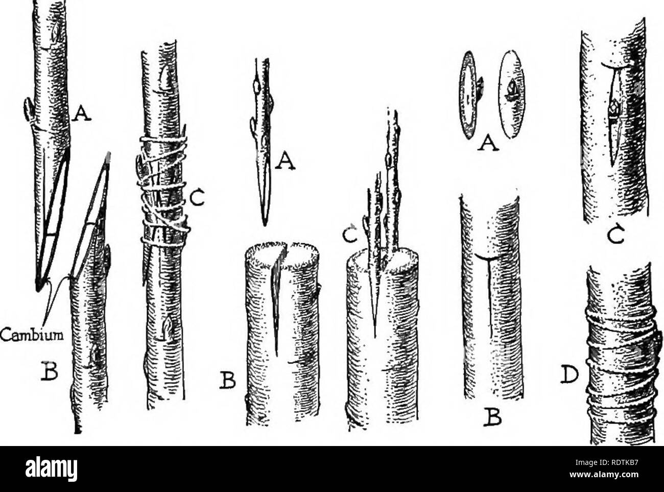 . Science of plant life, a high school botany treating of the plant and its relation to the environment. Botany. The Structures and Processes of Stems 133 tree of the desired variety, with a small oval piece of wood and bark attached, is slipped down inside the cortex of the. Fig. 76. Methods of grafting and budding. At left, whip grafting; in middle, cleft grafting; at right, budding. A is the cion, and B the stock. C shows the don and stock joined. stock and tied firmly in place (Fig. 76). This places the two cambium layers in contact; the two pieces unite, and the bud develops into a branch Stock Photo