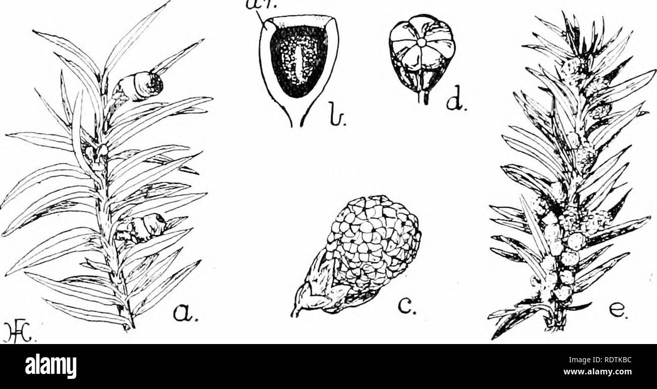 Taxus cone Black and White Stock Photos & Images Alamy