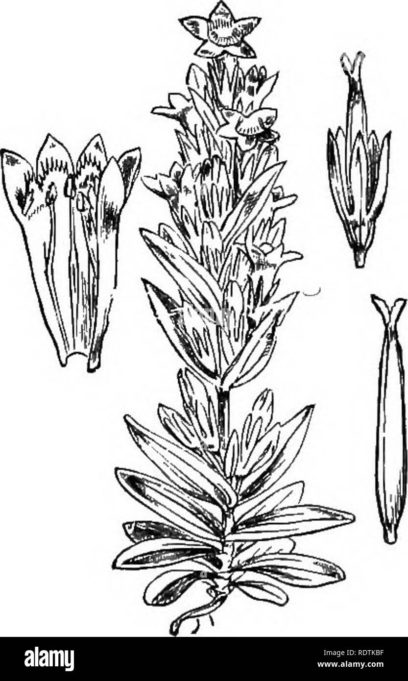 . Illustrations of the British flora: a series of wood engravings, with dissections, of British plants. Botany; Botany. 678. Gentiana vevna, L. Spring Geutiatt; B. 679. Gentiana nivalis, L. Small Gentiav ; B.. Please note that these images are extracted from scanned page images that may have been digitally enhanced for readability - coloration and appearance of these illustrations may not perfectly resemble the original work.. Fitch, W. H. (Walter Hood), 1817-1892; Smith, George Worthington, 1835-1917; Bentham, George, 1800-1884. Handbook of the British flora. London, L. Reeve Stock Photo