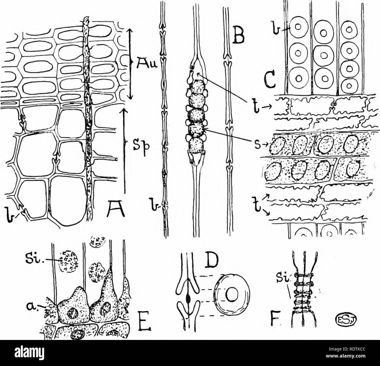 Transverse Leaf Spring A High Resolution Stock Photography and Images