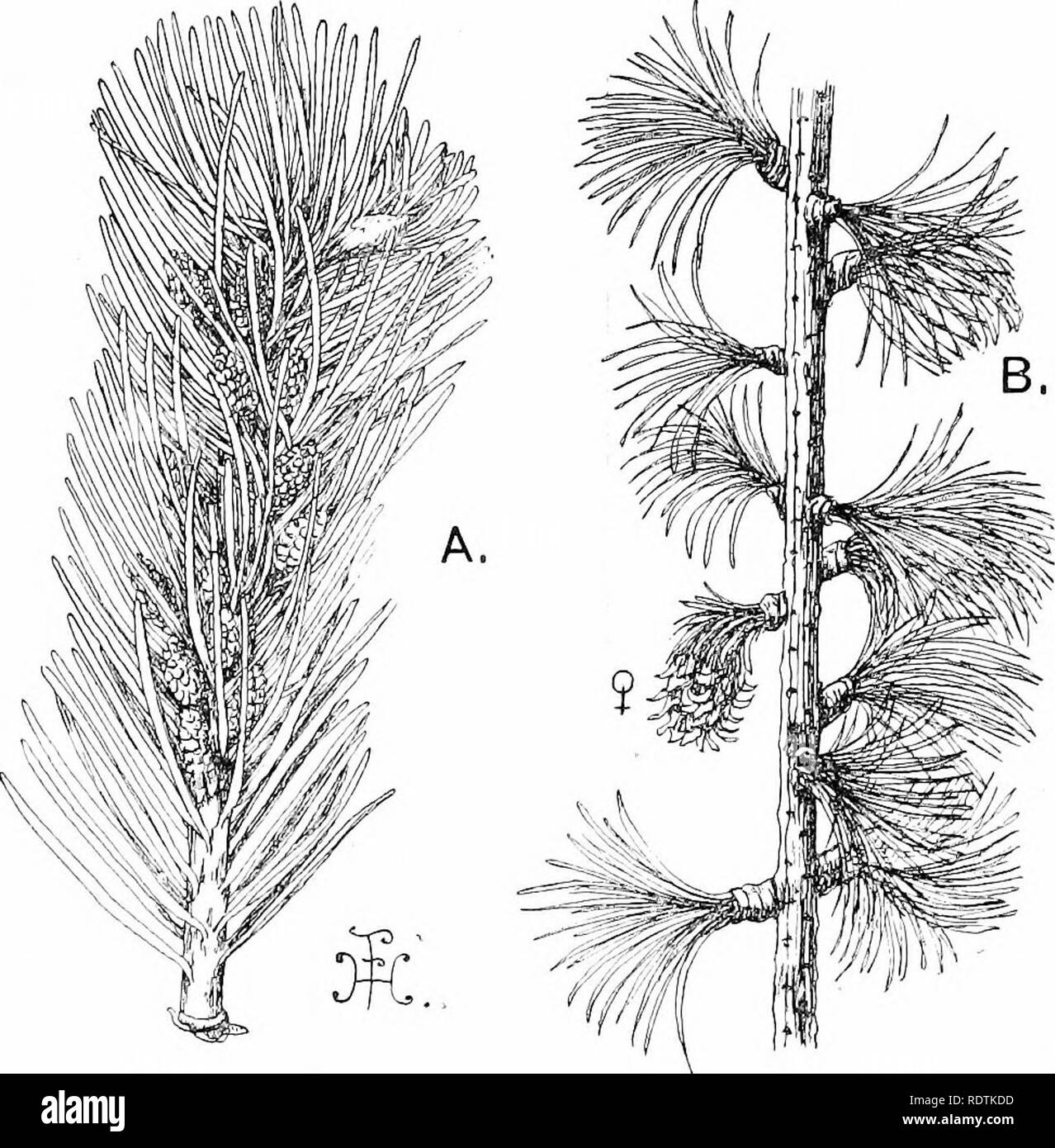 . An introduction to the structure and reproduction of plants. Plant anatomy; Plants. 336 HABlt AND FOLIAGE Picea) ; iii the Scotch Fir similar scars are left by the decurrent bases of the dwarf-shoots. The pecuhar appearance of the Arbor Vita [Thuja, Fig. 194) and the Cypress {Cupressus), both belonging to the Cupressineae, is due to the presence of minute leaves arranged in decussate pairs, and almost fused with the stem upon which they are. Fig. 193.—A, Branch of Silver Fir (Abies) Viith-vaaXe cones. B, Branch of the Larch (Lafix), showing several dwarf-shoots, one of them bearing a young f Stock Photo