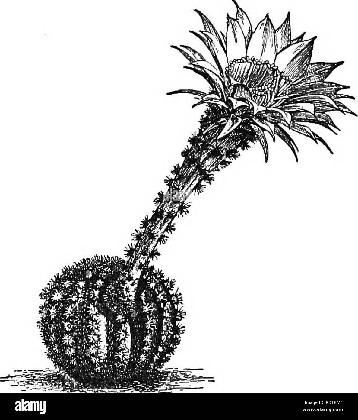 . Elements of botany. Botany; Botany. 50 ELEMENTS OP BOTANY. form the ...