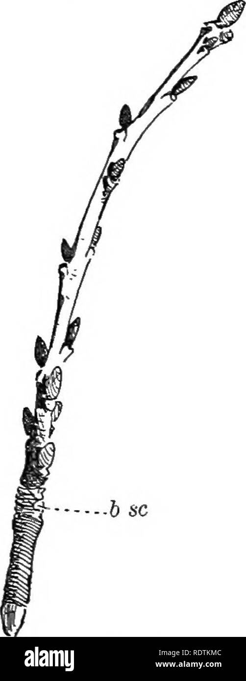 Individual flower stems Black and White Stock Photos & Images Alamy